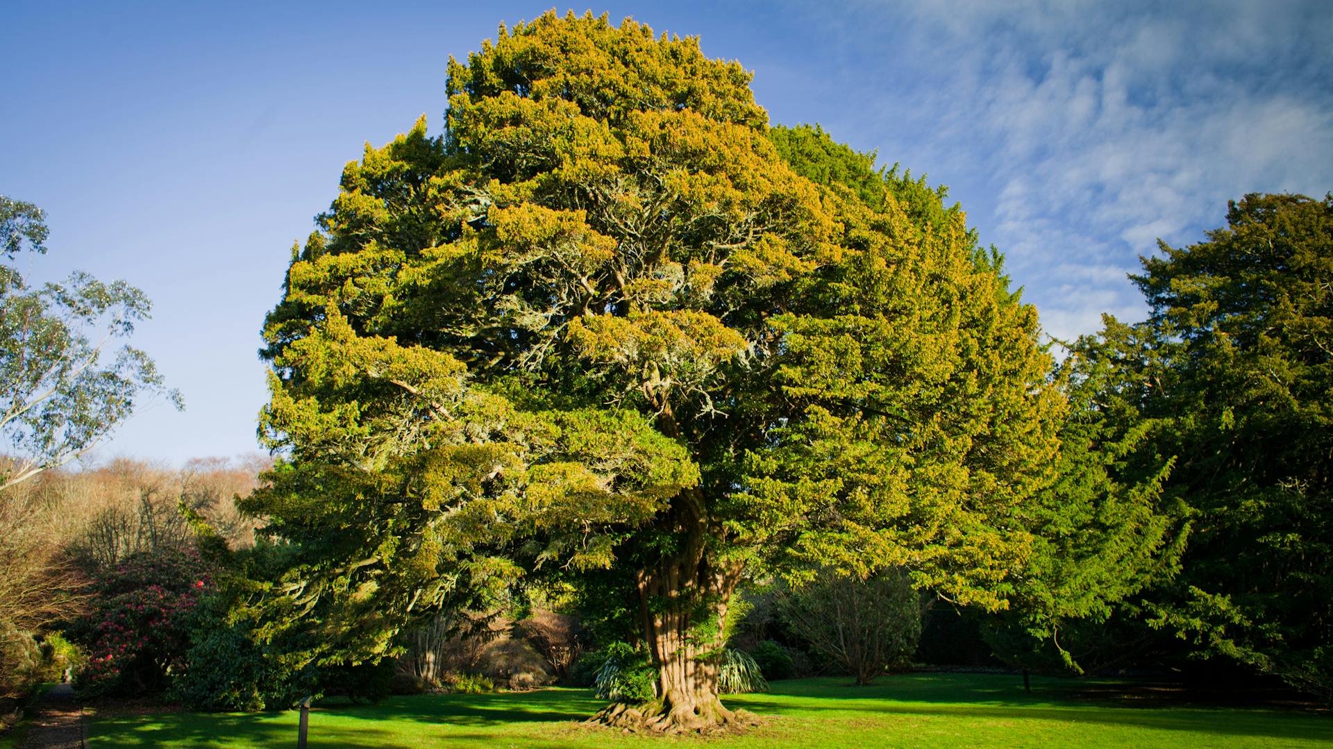 Eine große Eibe im Park