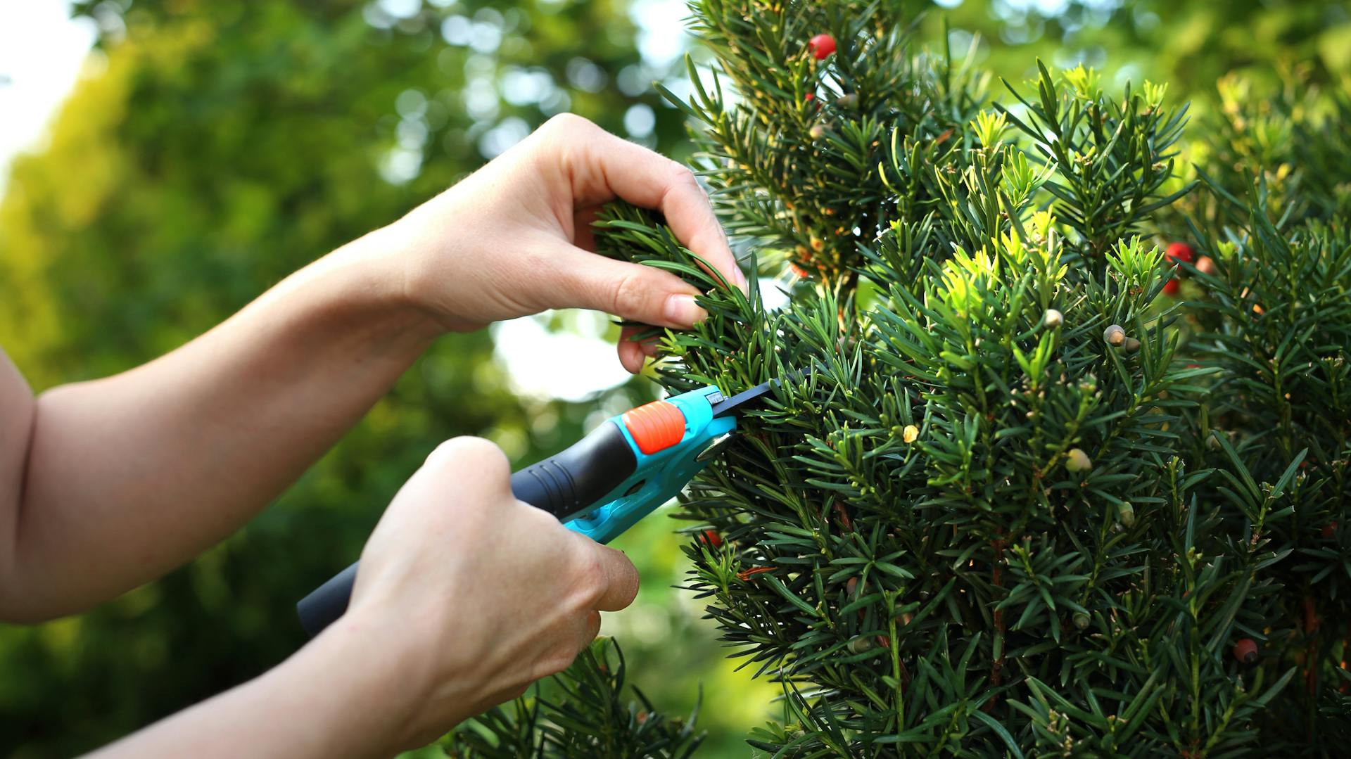 Eine Eibe wird mit einer Gartenschere geschnitten