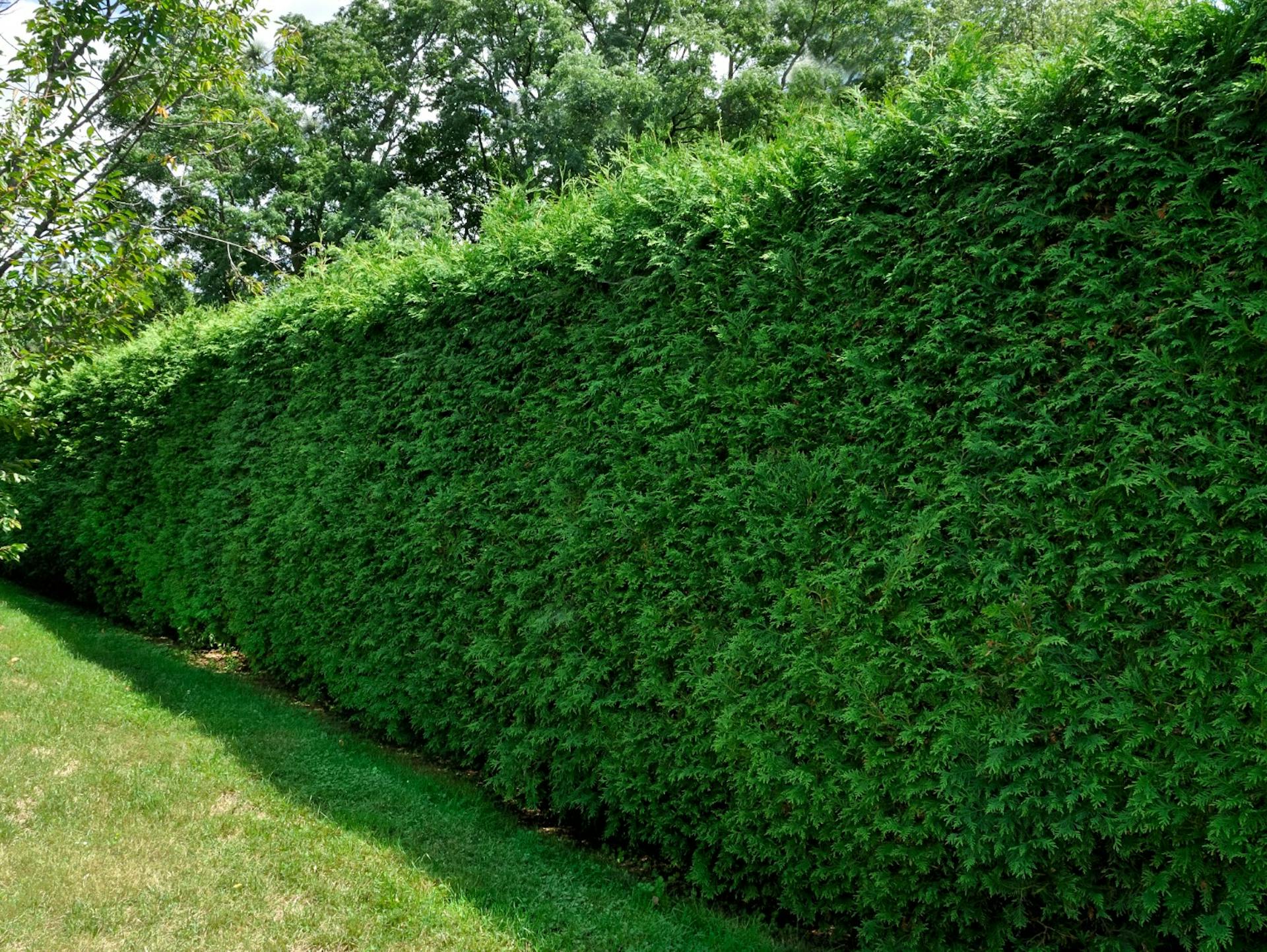 Eiben bieten einen natürlichen Windschutz für den sturmsicheren Garten.