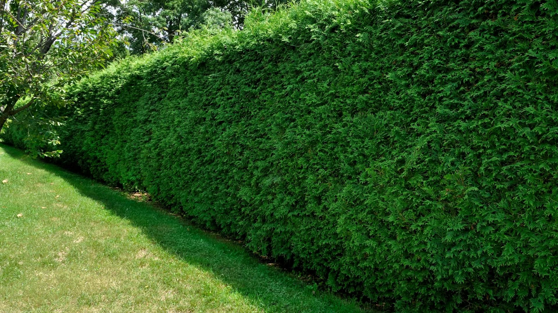 Grüne Eibenhecke bietet Sichtschutz und umfriedet Teil des Gartens.