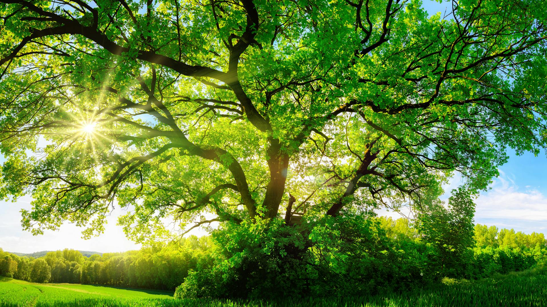 Große alte Eiche im Sonnenschein, freistehend auf einem Feld.