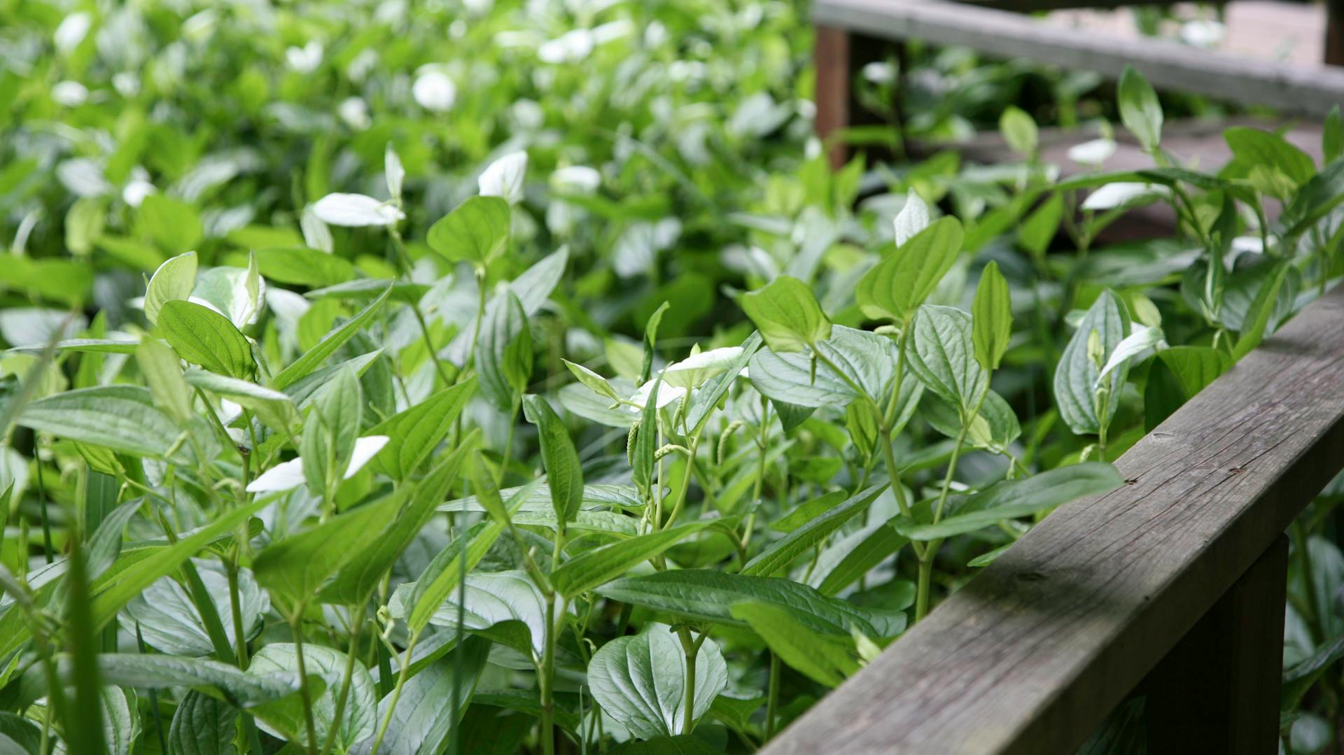 Zahlreiche Einblatt-Pflanzen stehen in einem Garten.