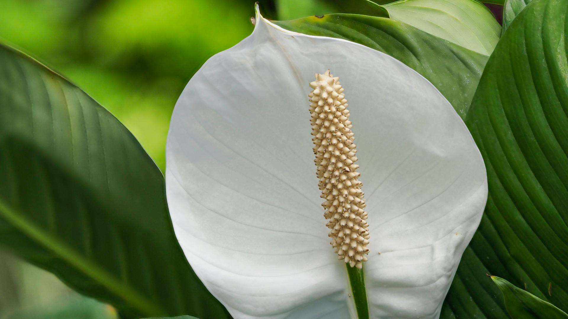 Nahaufnahme der Blüte eines Einblatts