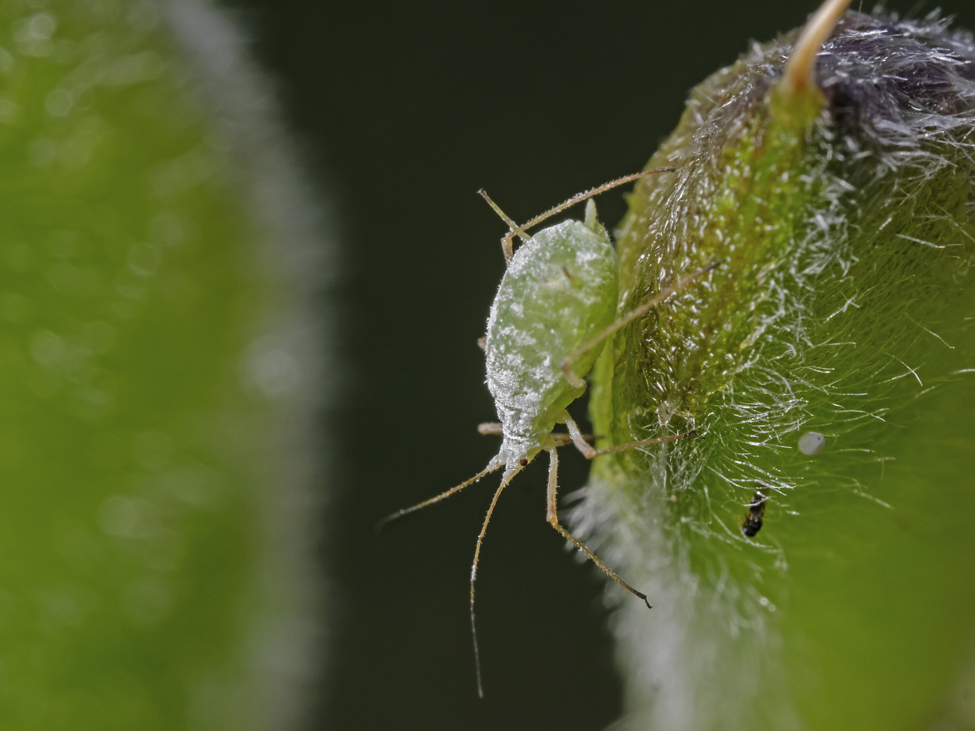 Eine Blattlaus sitzt auf einem Blatt.
