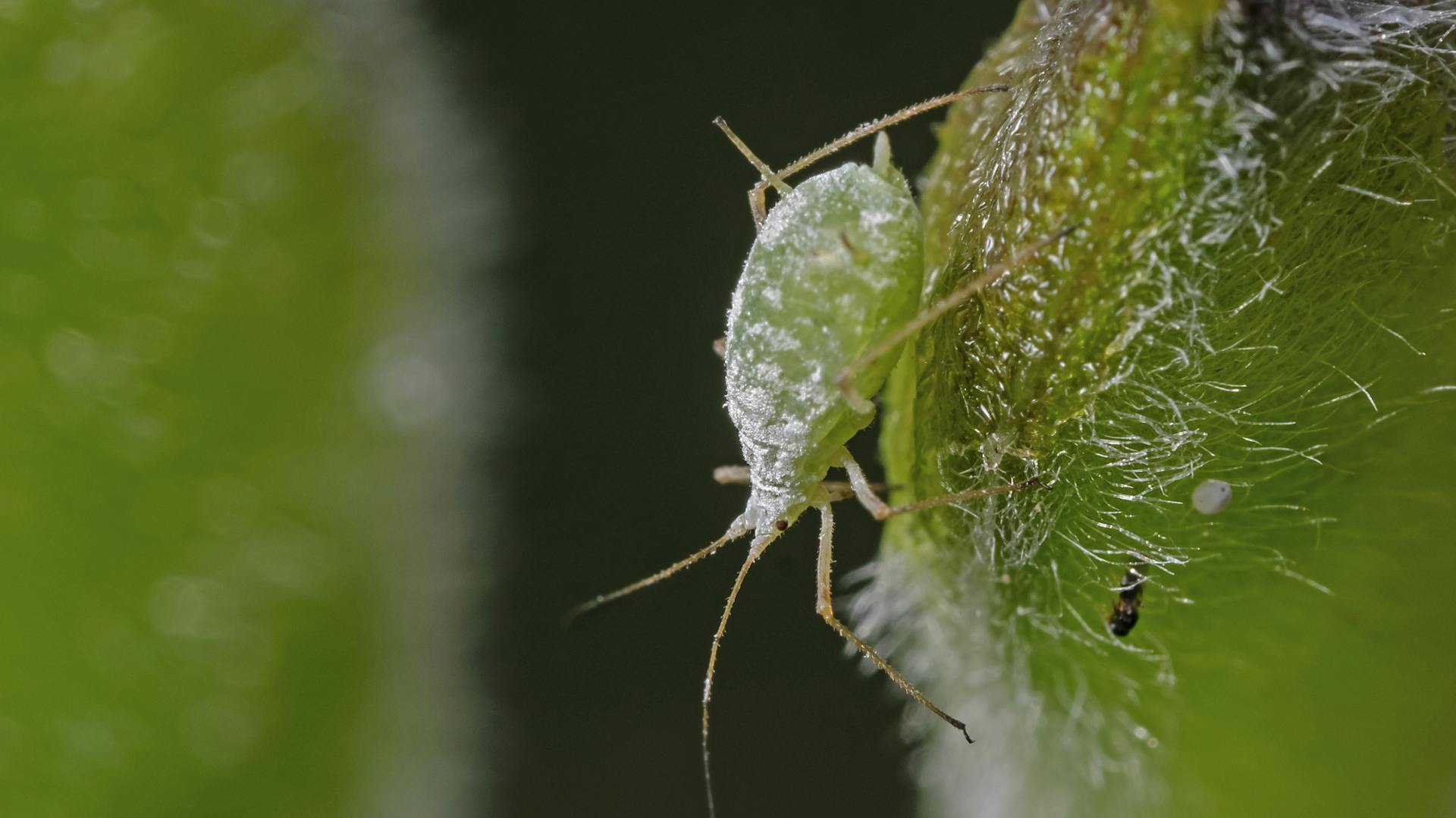 Eine Blattlaus sitzt auf einem Blatt.