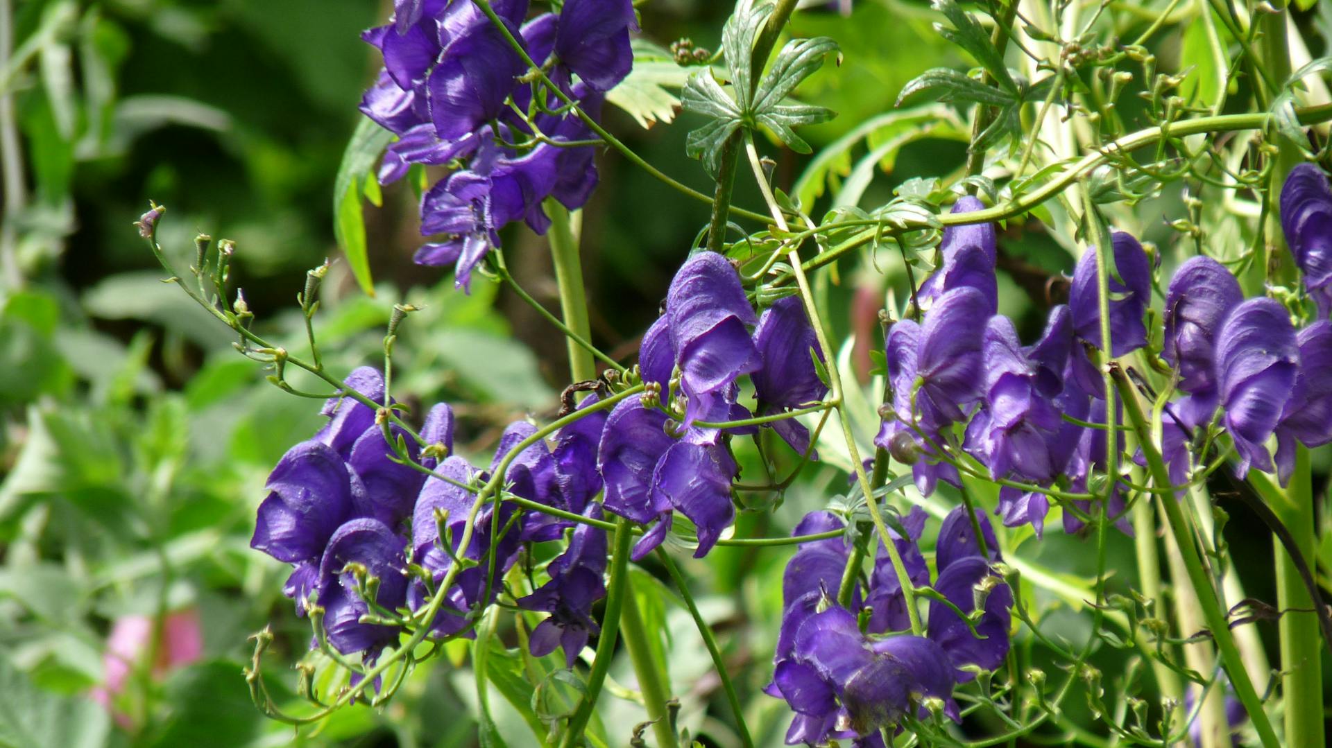 Blaue Blüten am Eisenhut
