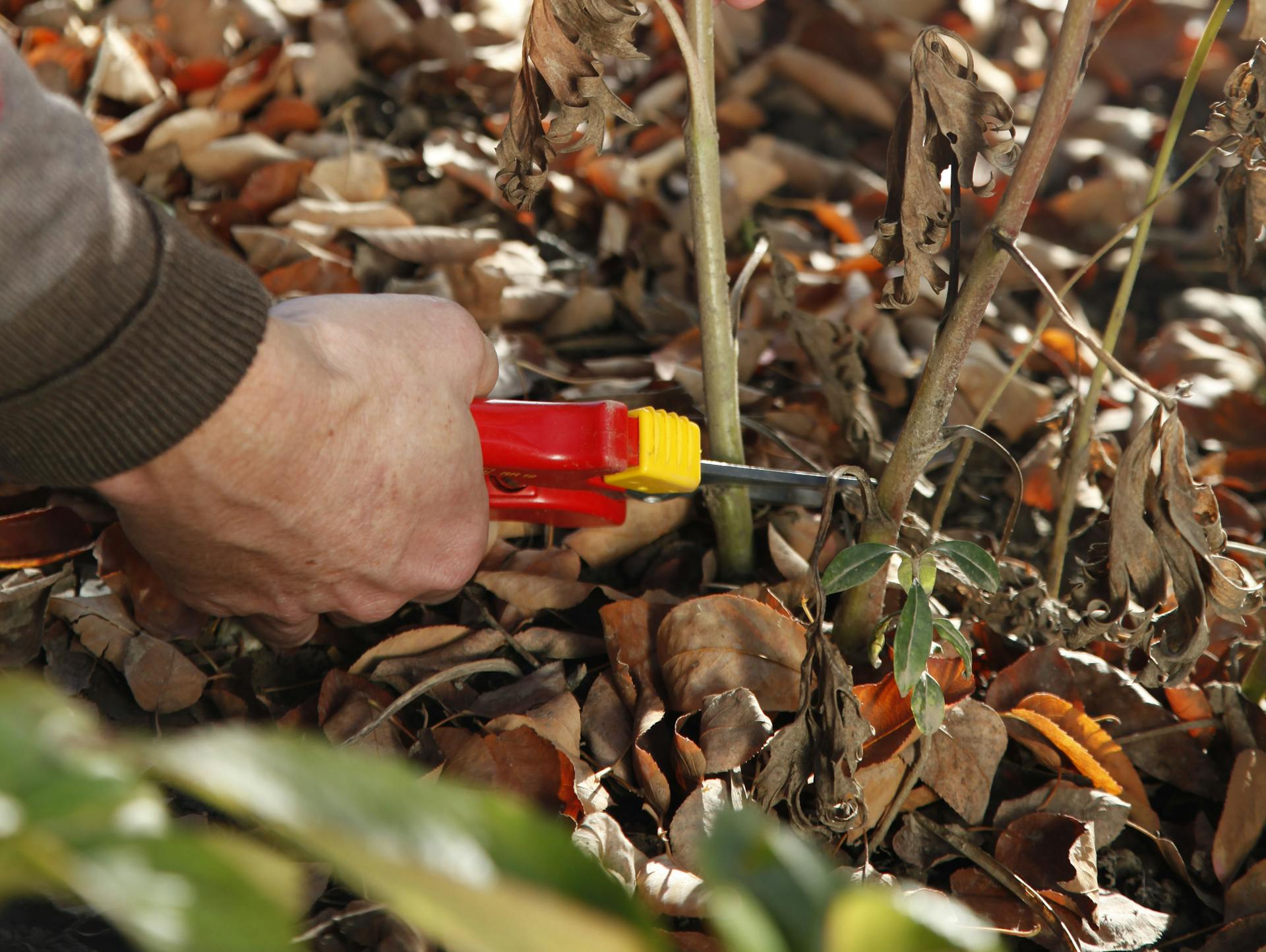 Eisenhut wird nach der Blüte geschnitten