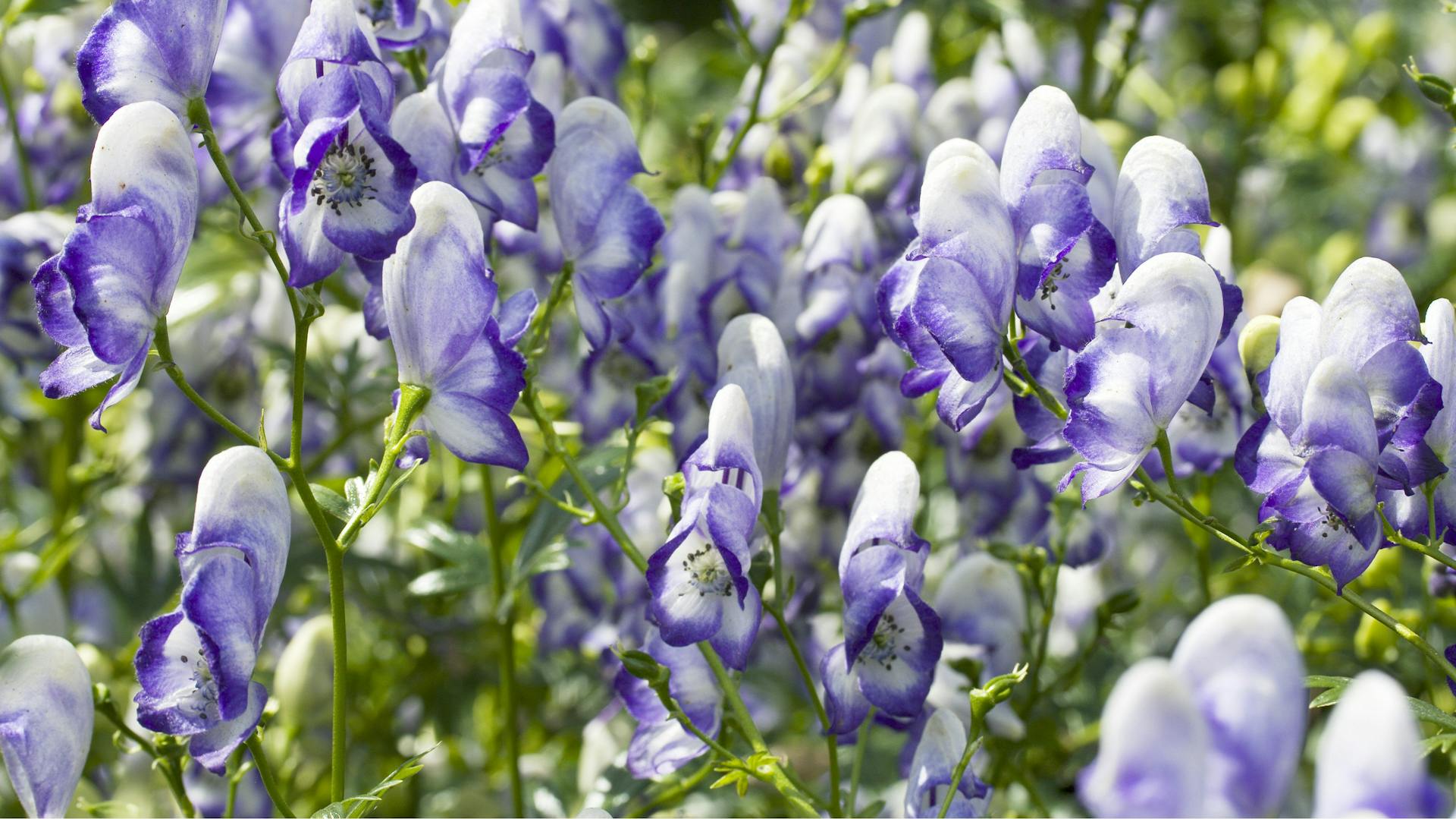 Zweifarbiger Garten-Eisenhut