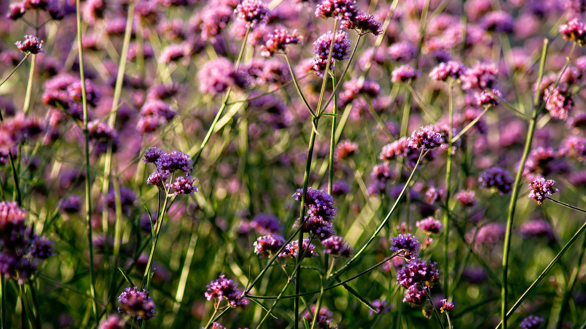 Blühendes Eisenkraut im Feld