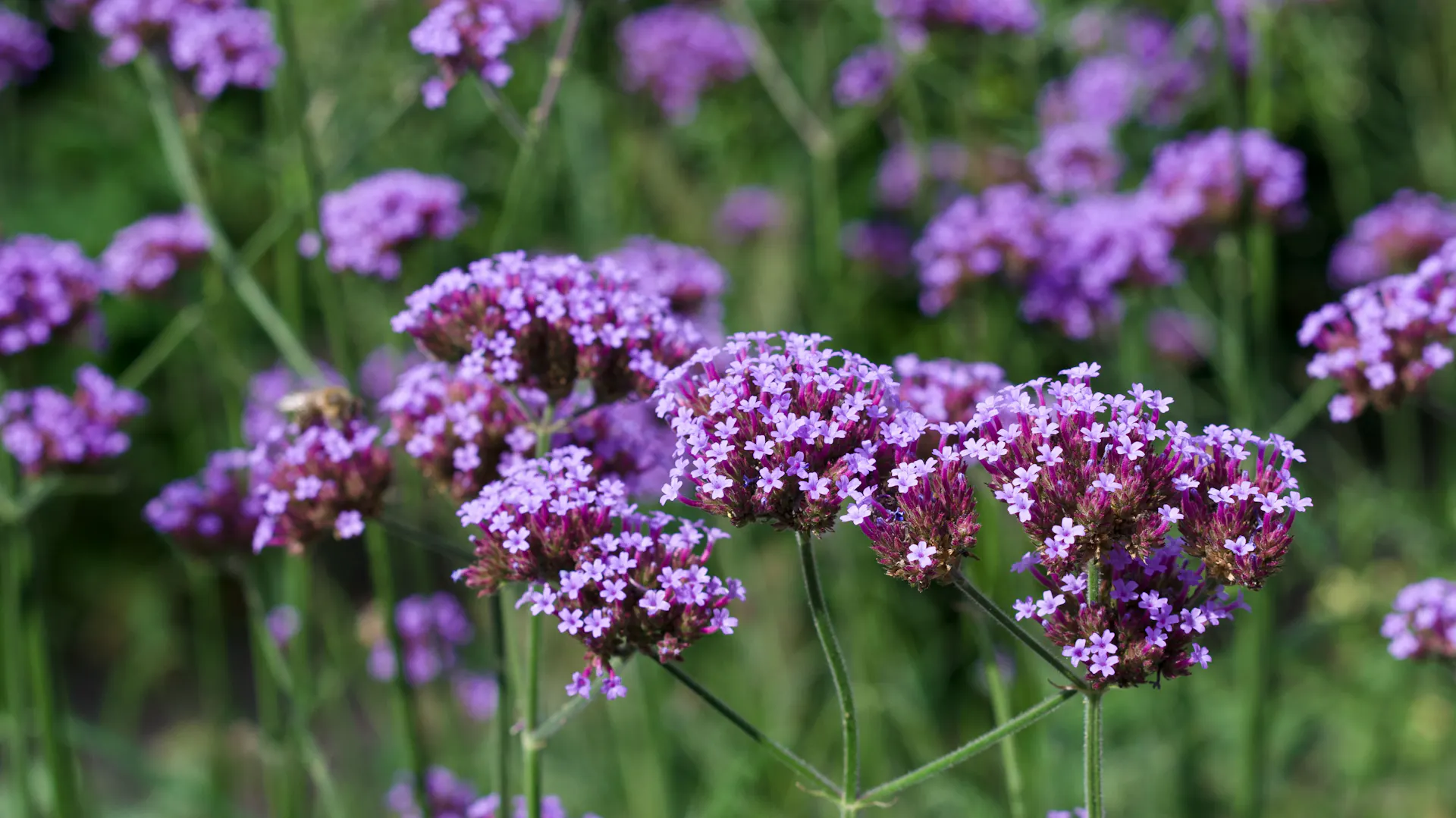 Blüten des Eisenkrauts