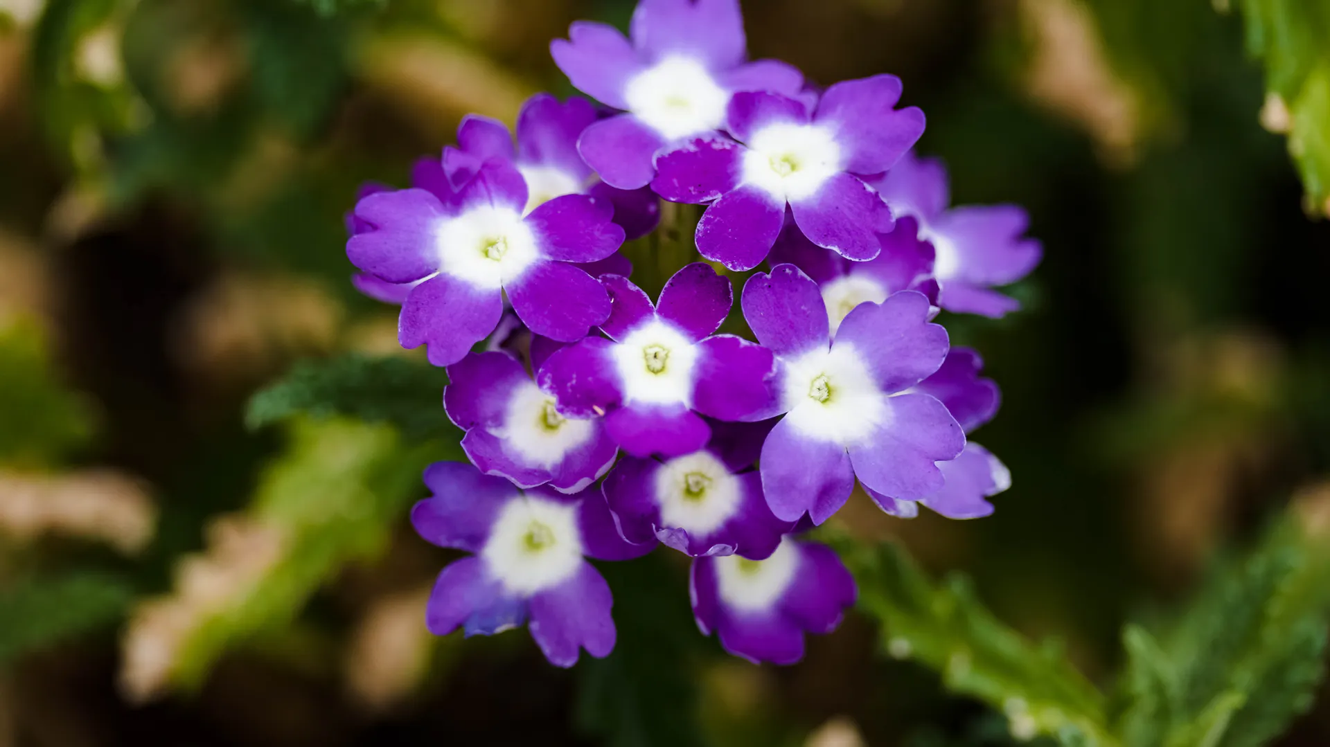 Eisenkraut der Sorte „Lila Luzi“ mit zweifarbiger Blüte