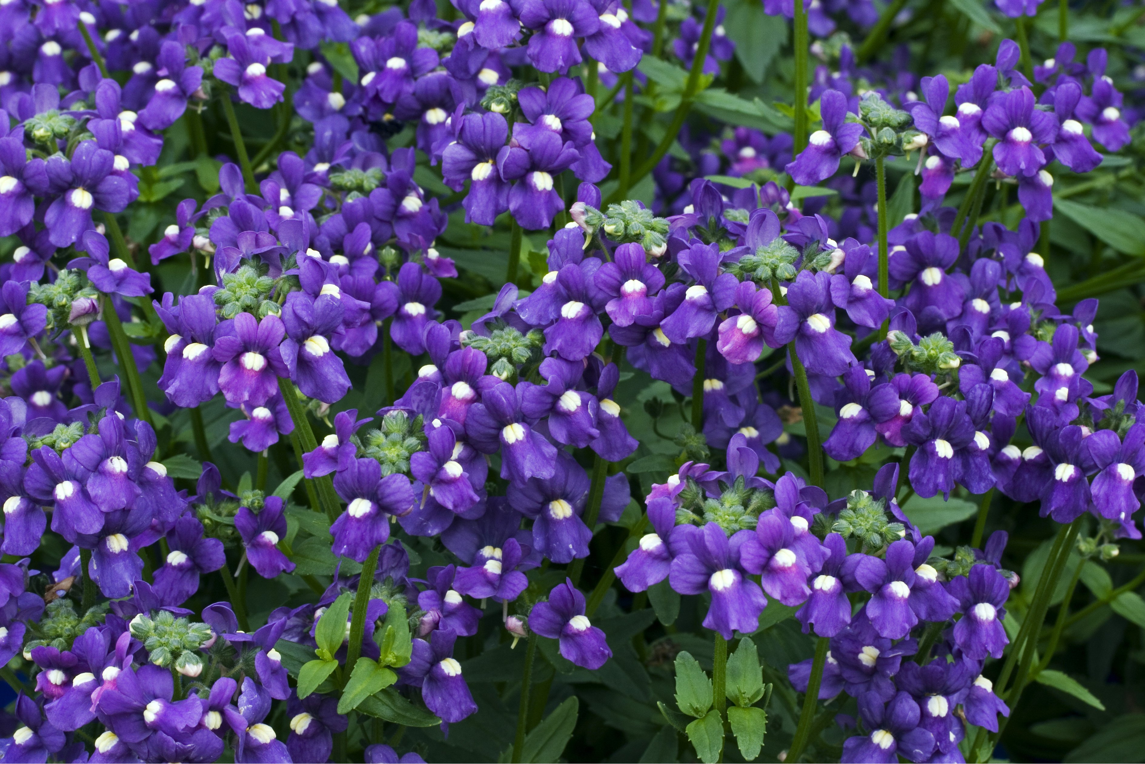 Elfenspiegel der Sorte „Fleurie Bluebird“