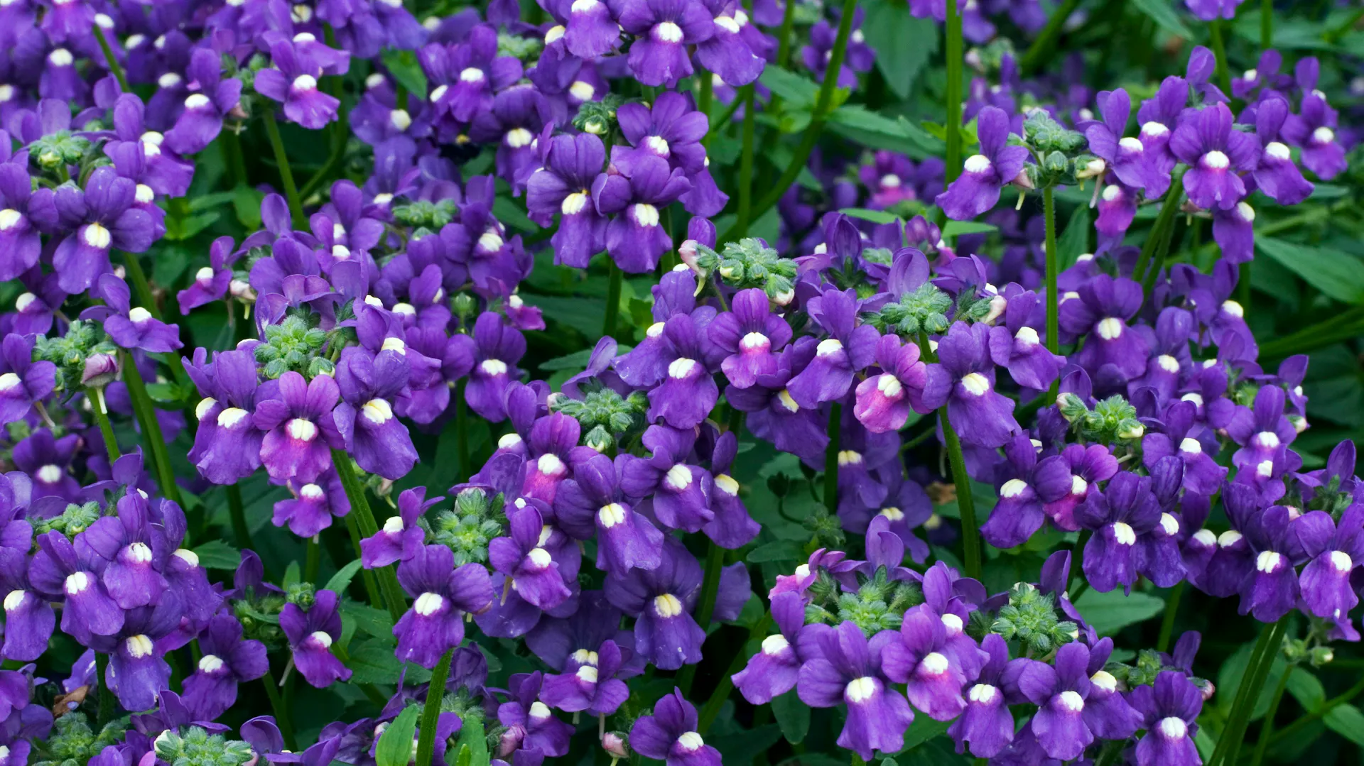 Elfenspiegel der Sorte „Fleurie Bluebird“
