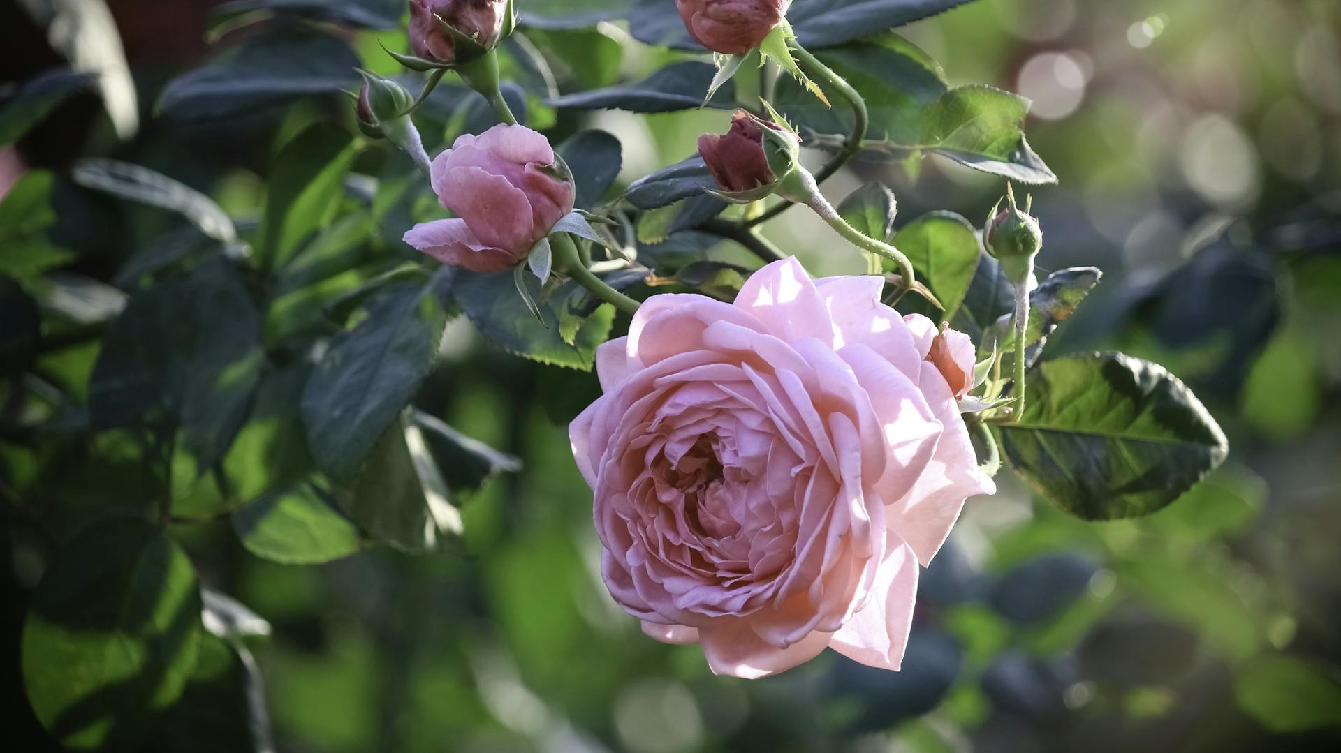 Blühende Englische Rose