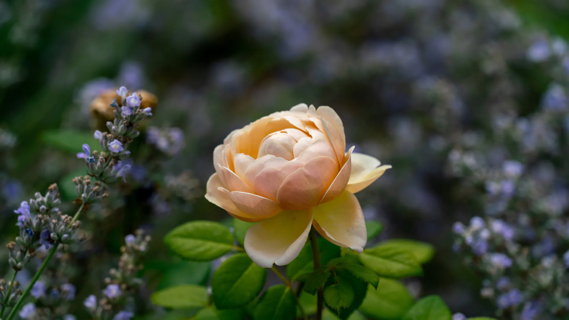 Englische Rose „Charles Darwin“