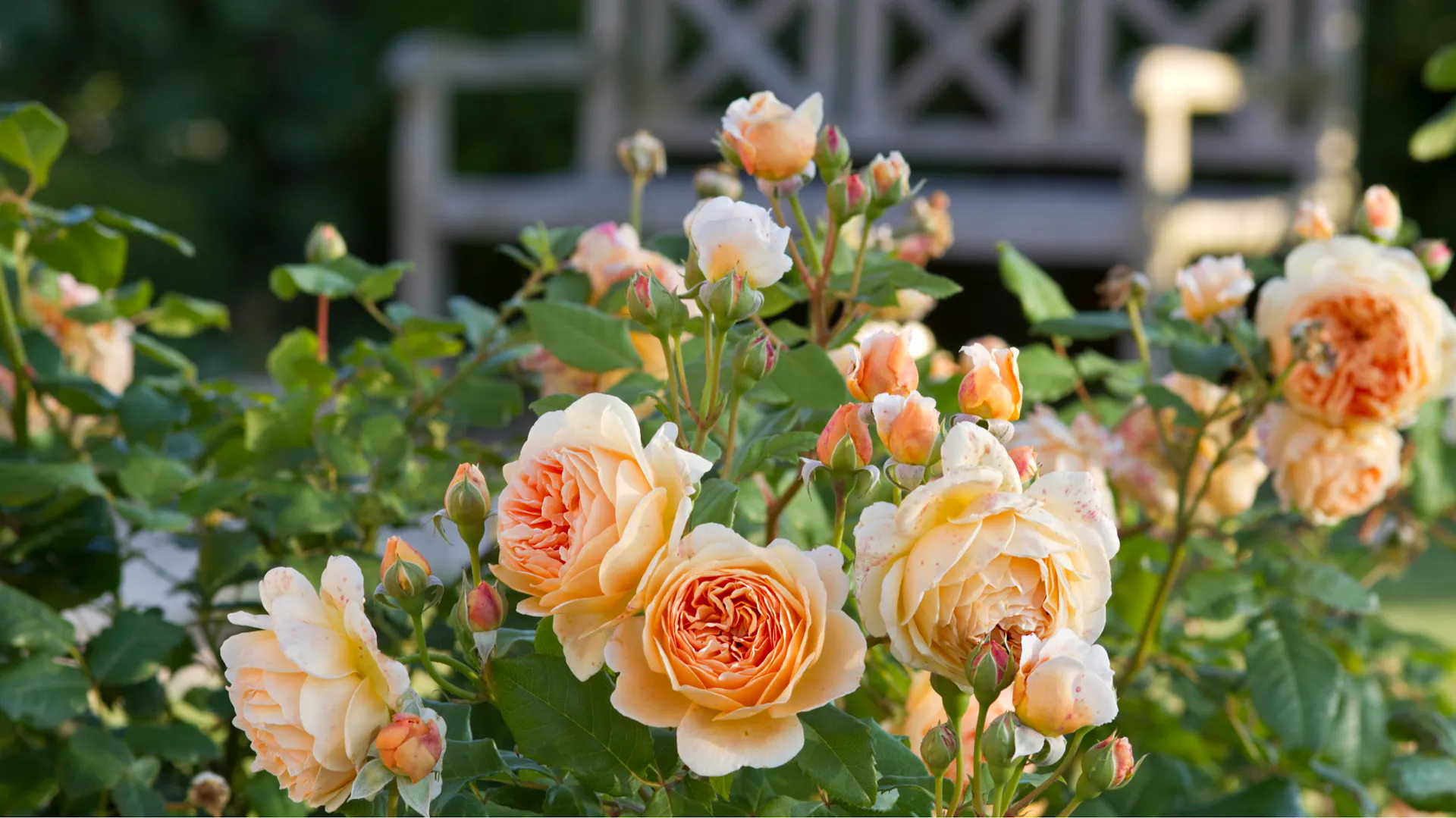 Blüten an Englischen Rosen