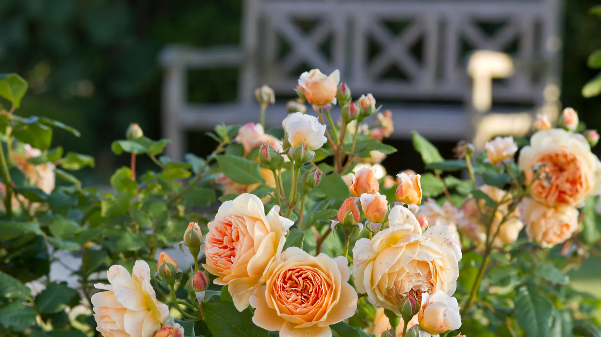 Englische Rosen.