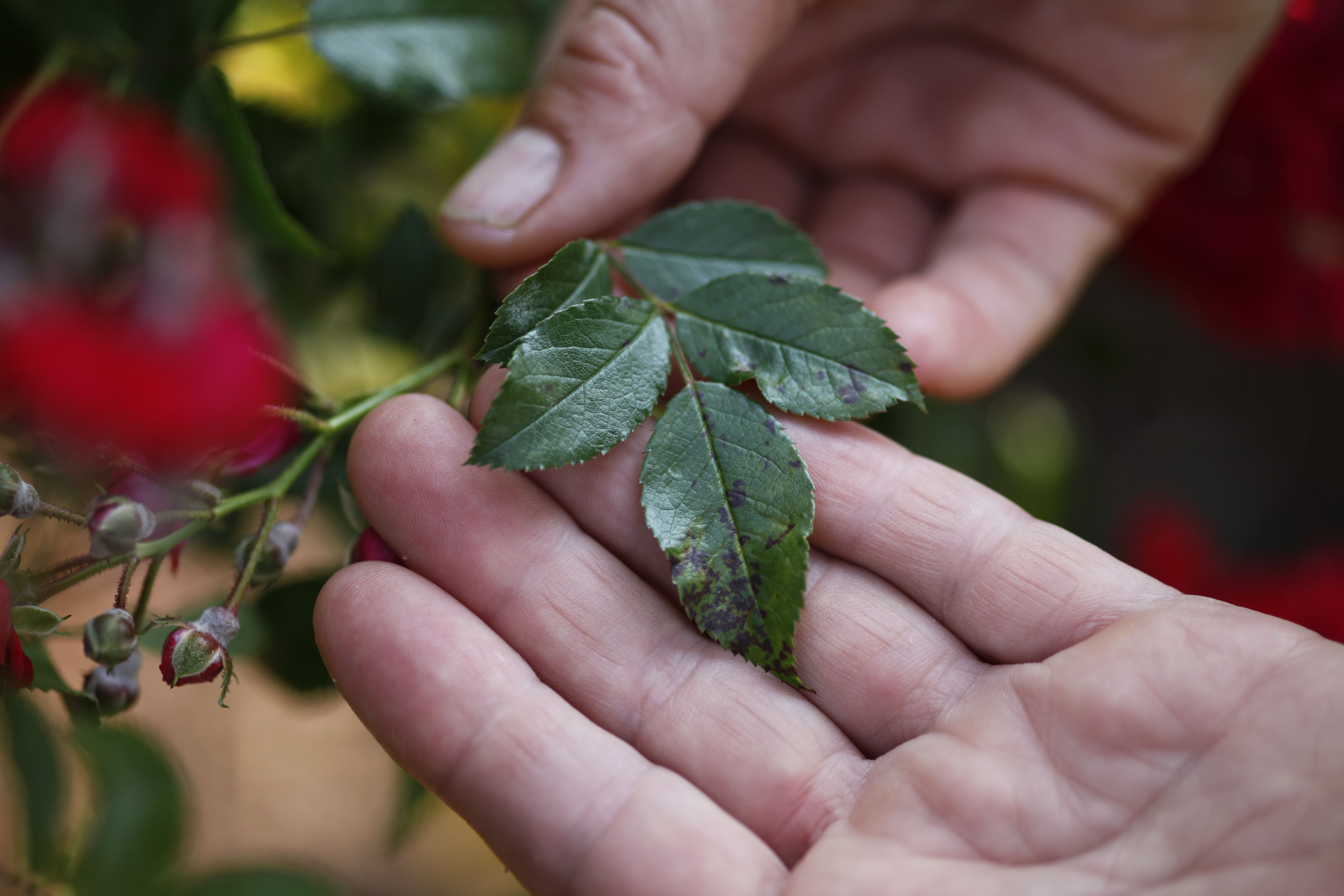 Sternrußtau an einem Rosenblatt