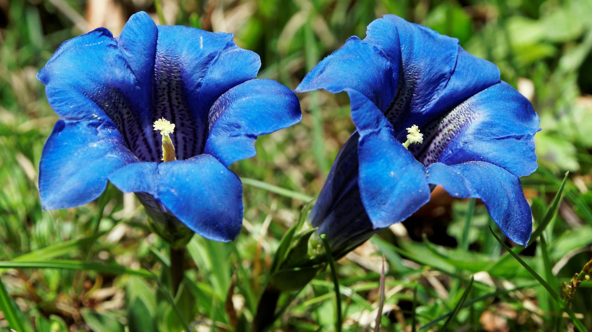 Nahaufnahme des blau blühenden Enzians.