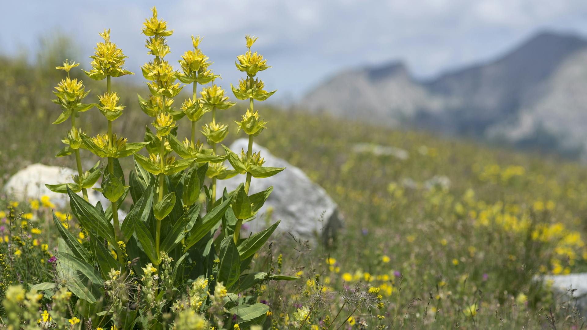 Enzian blüht in gelben Farben an einem Berghang.