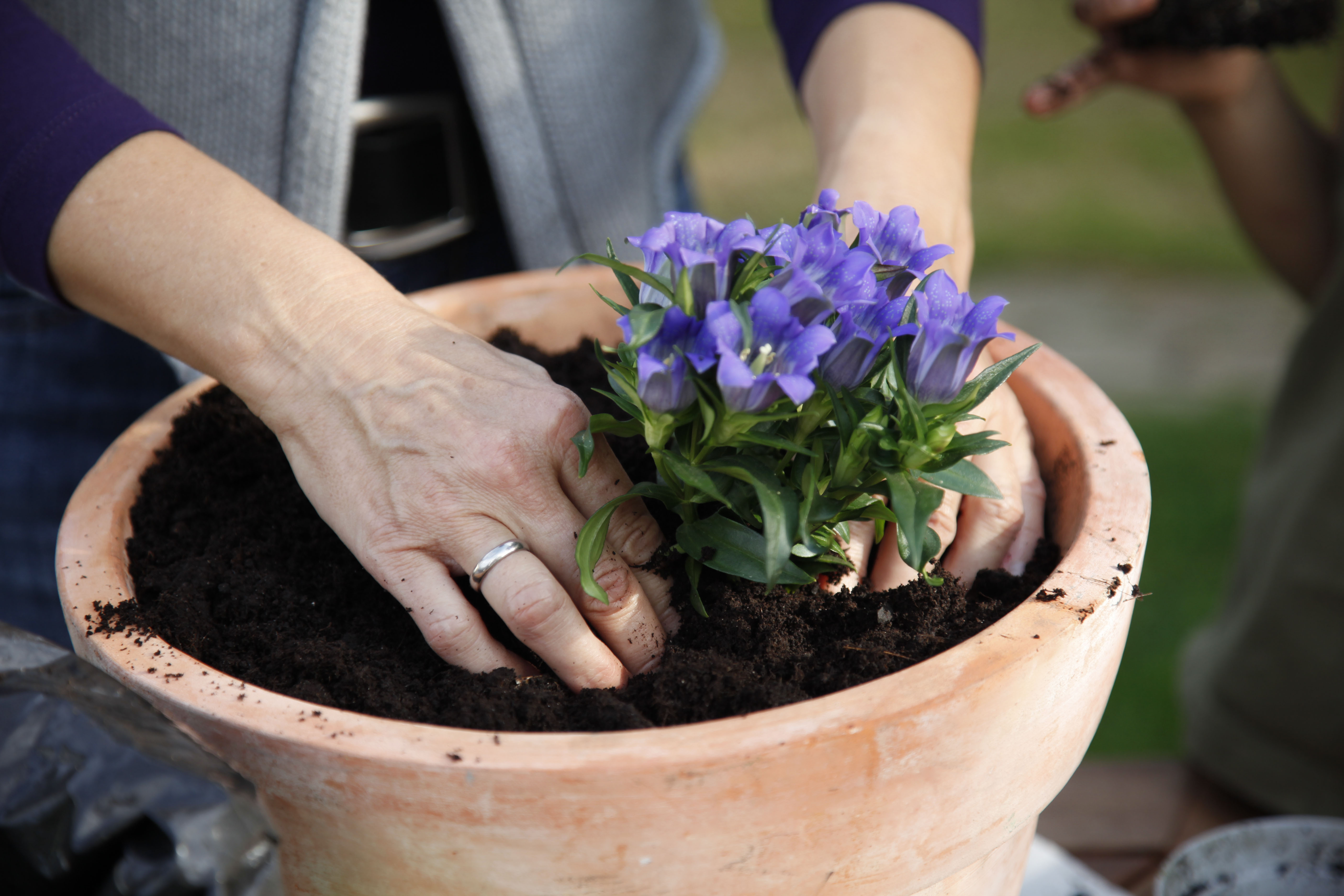 zimmerpflanzen hängend Hänge-Efeutute kaufen – Pflegeleichte Rankpflanze – MO BLUMEN