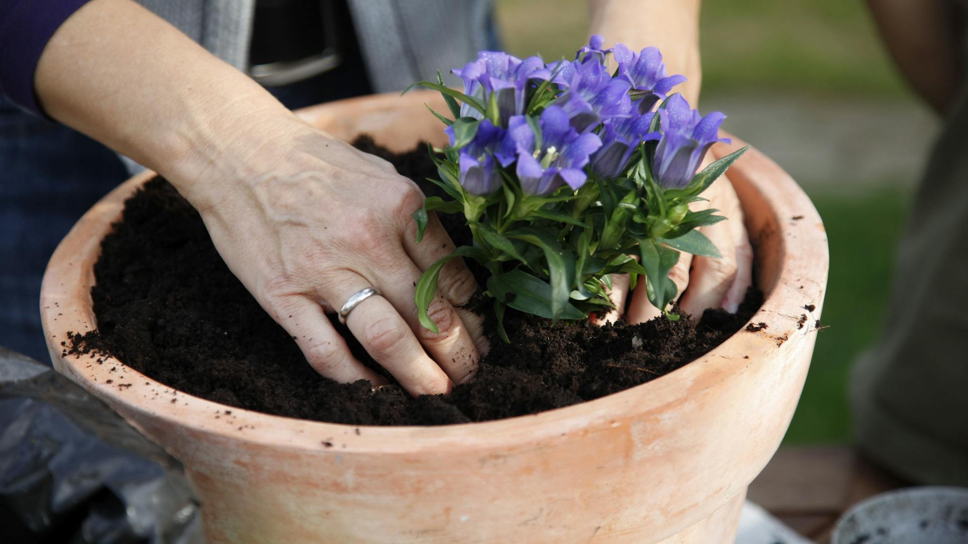 Jemand pflanzt Enzian in einen Terracottatopf.