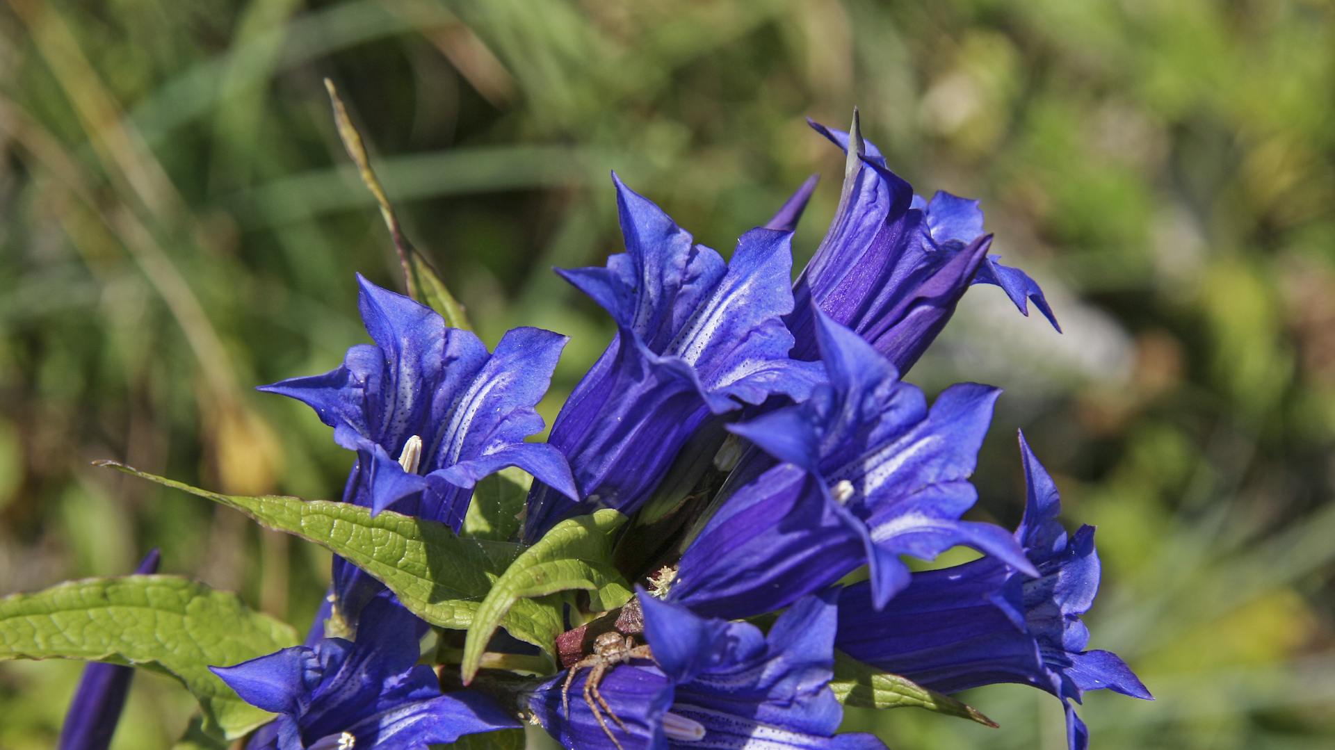 Der Schwalbenschwanz-Enzian blüht in blauen Farben.