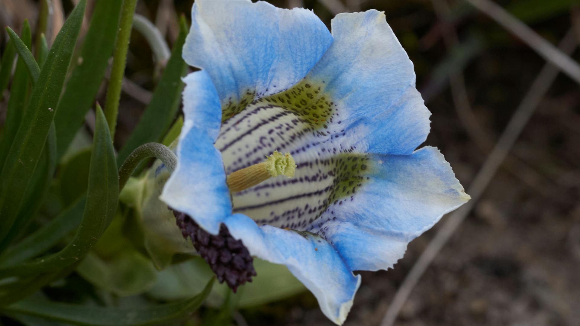 Nahaufnahme eines hellblauen Enzians mit schwarzen Punkten.