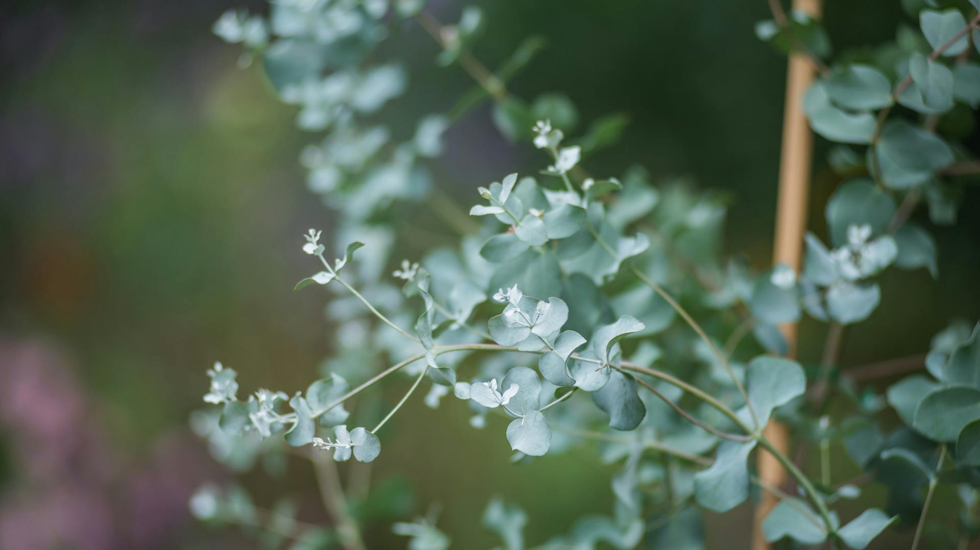 Mostgummi-Eukalyptus im Garten