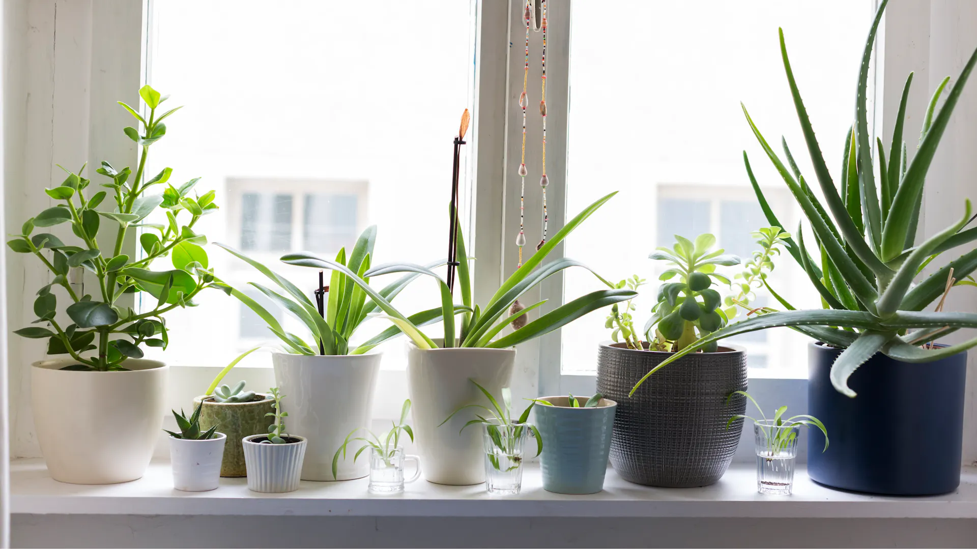 Exotische Zimmerpflanzen am Fenster