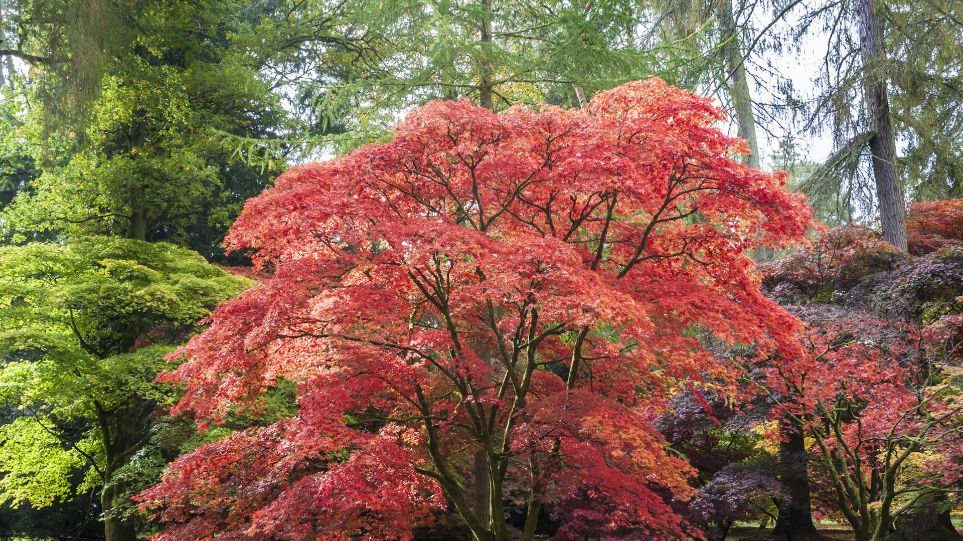 Fächerahorn im Park