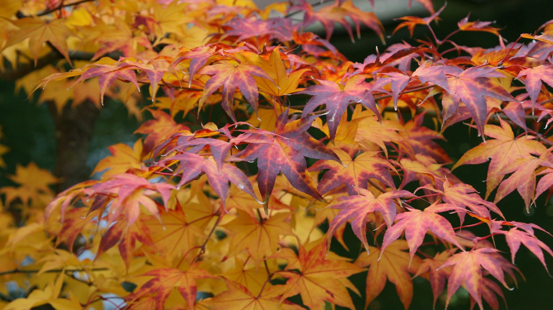 Gelbe und rote Blätter am Fächerahorn
