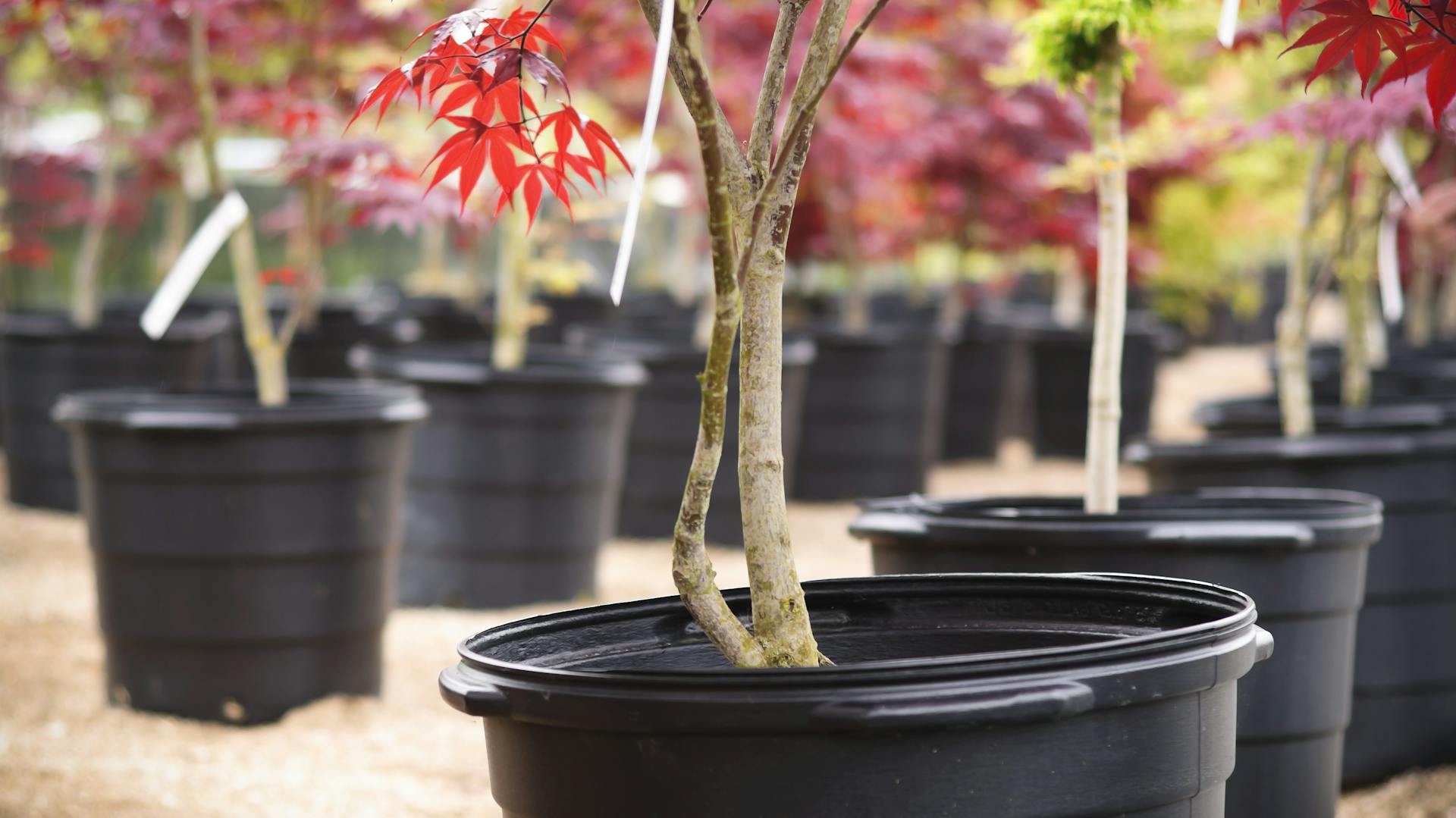 Junger Fächerahorn im Topf
