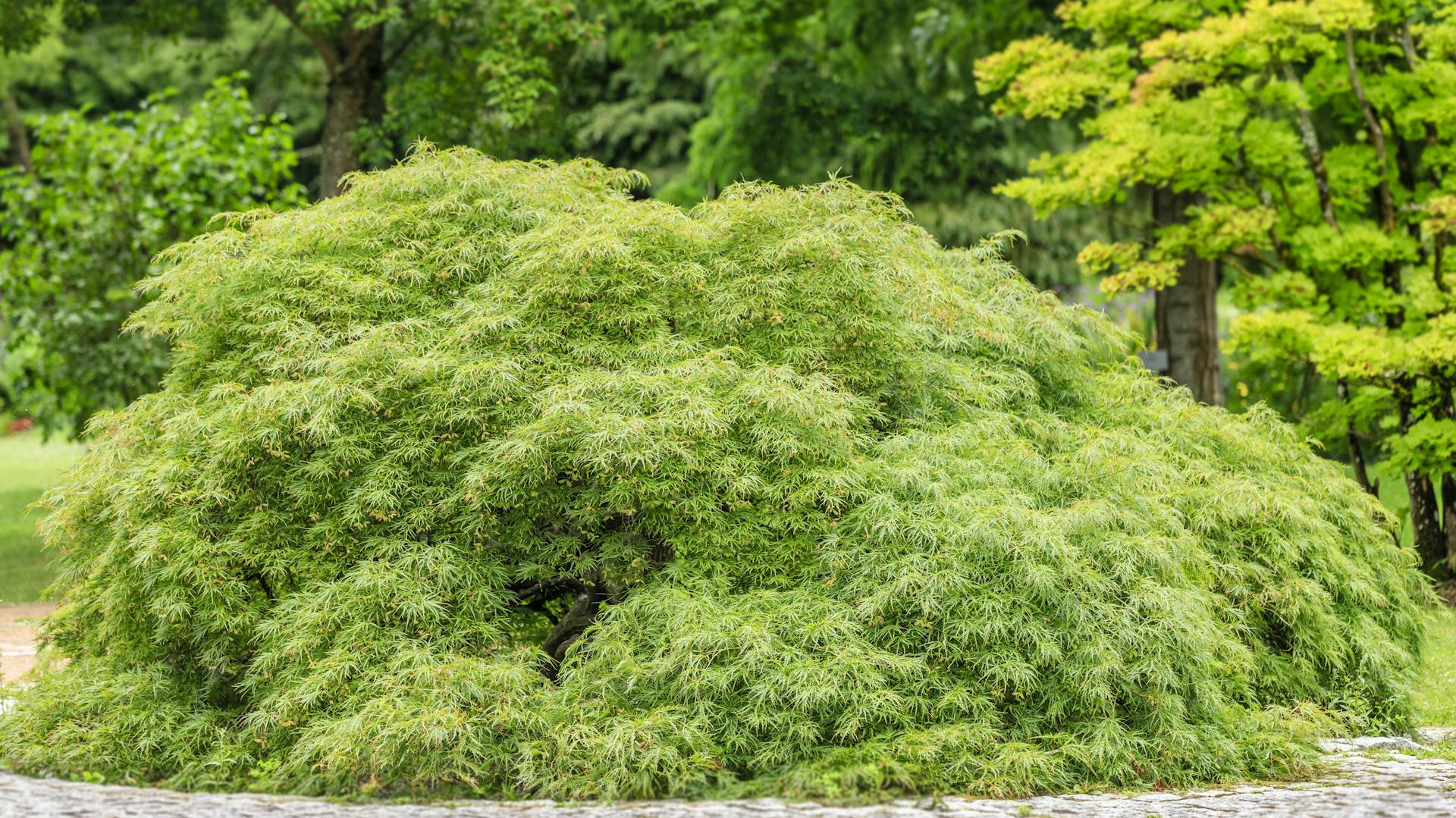 Fächerahorn im Garten