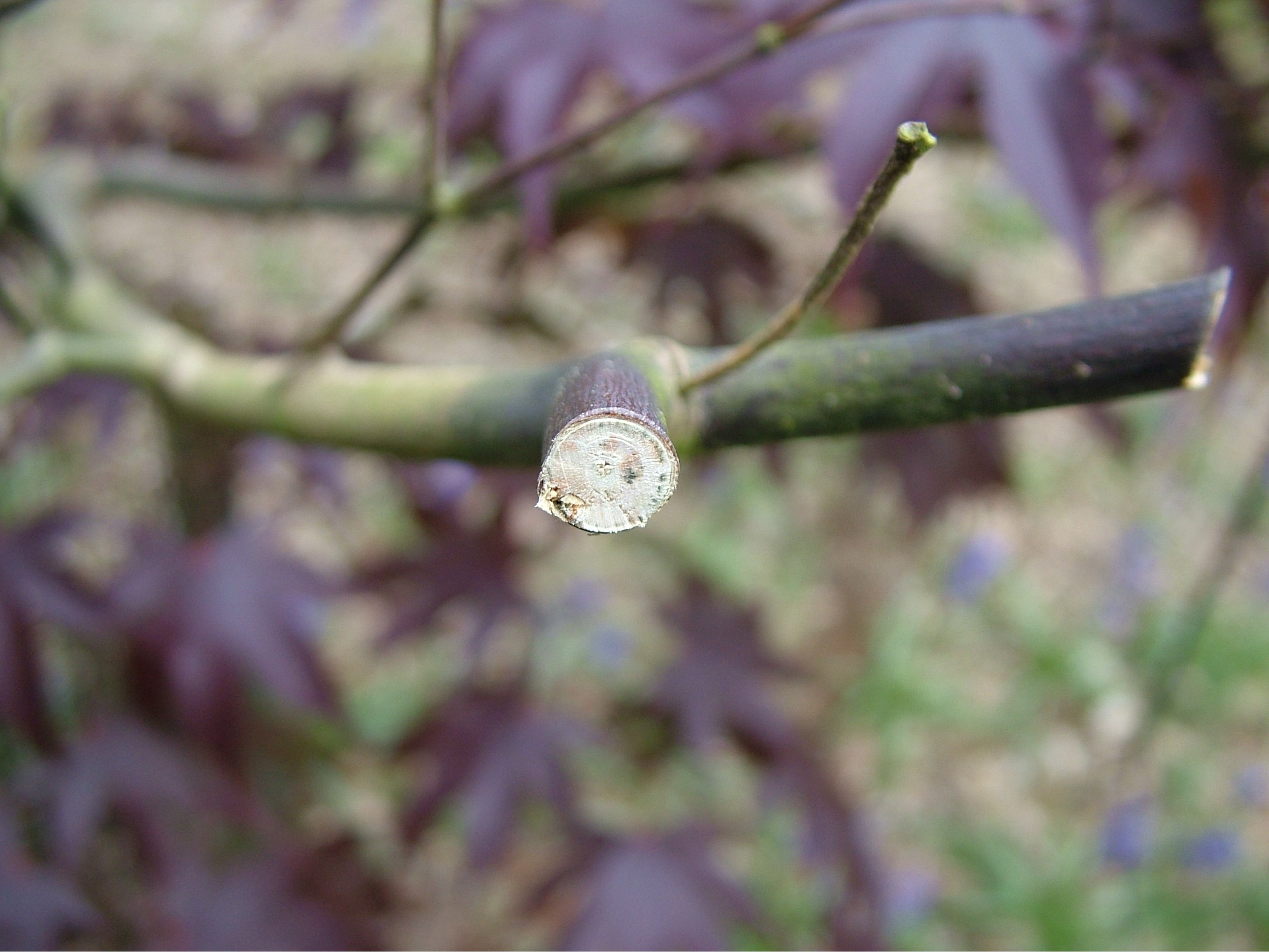 Der Fächerahorn Eigenschaften im Überblick OBI
