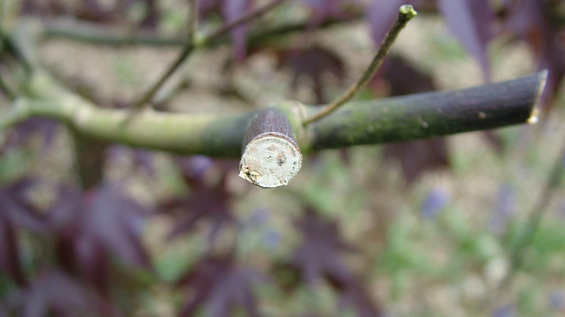 Verticillium-Welke am Fächerahorn