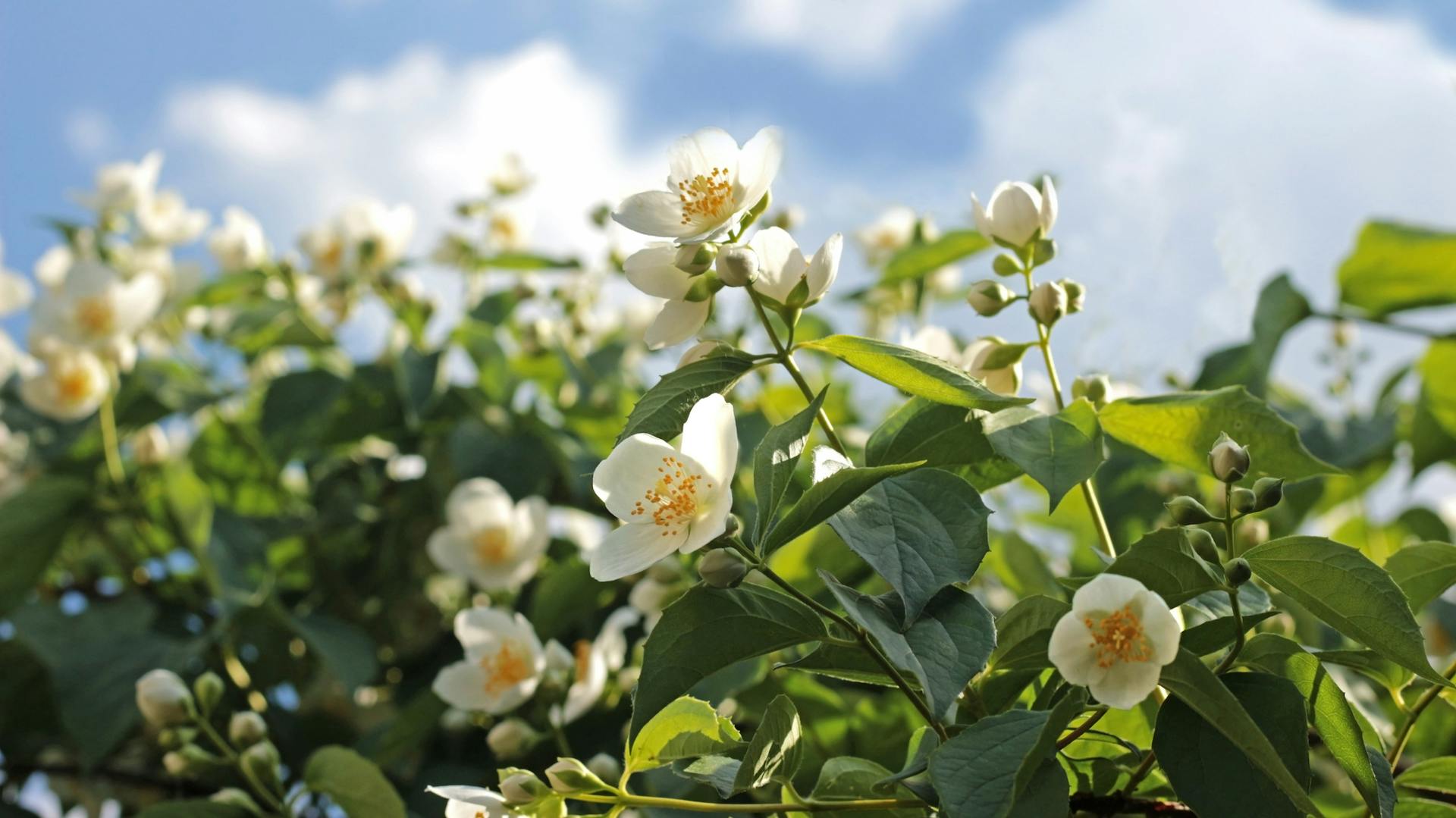 Blühender Falscher Jasmin