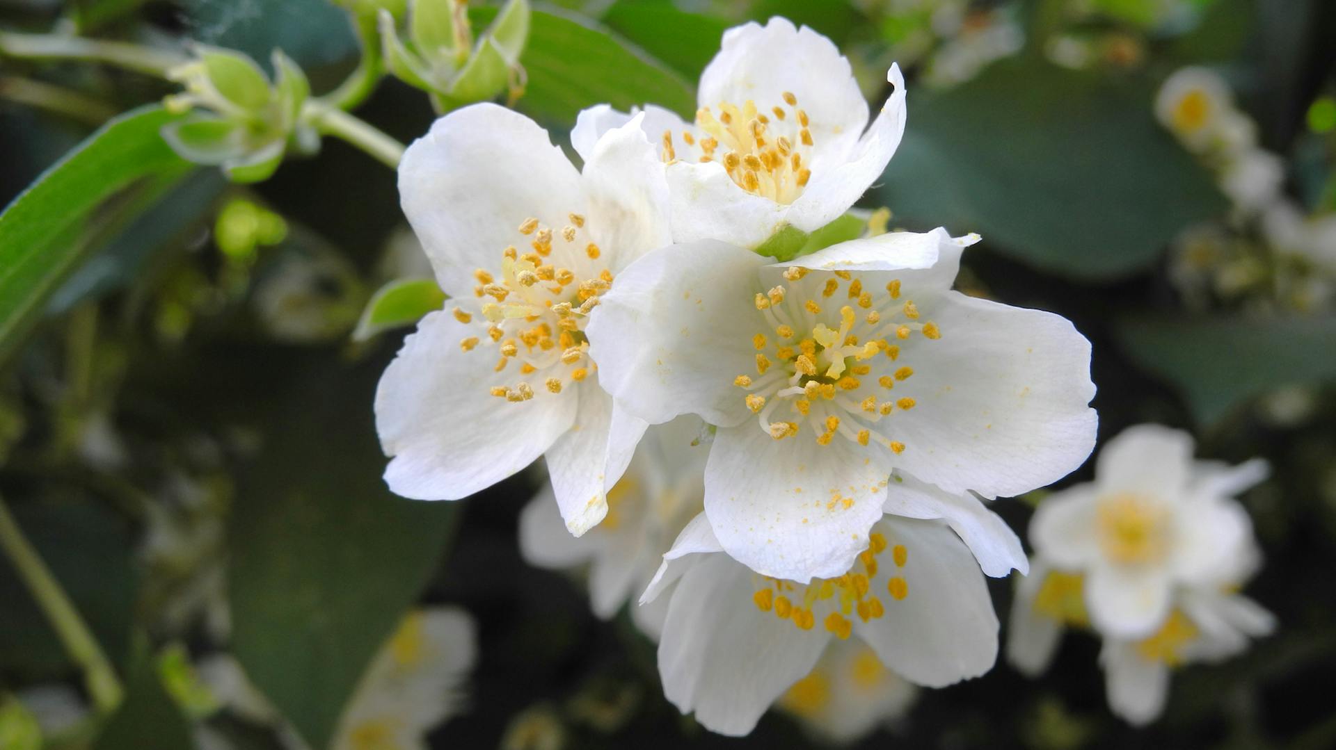 Weiße Blüten des falschen Jasmins
