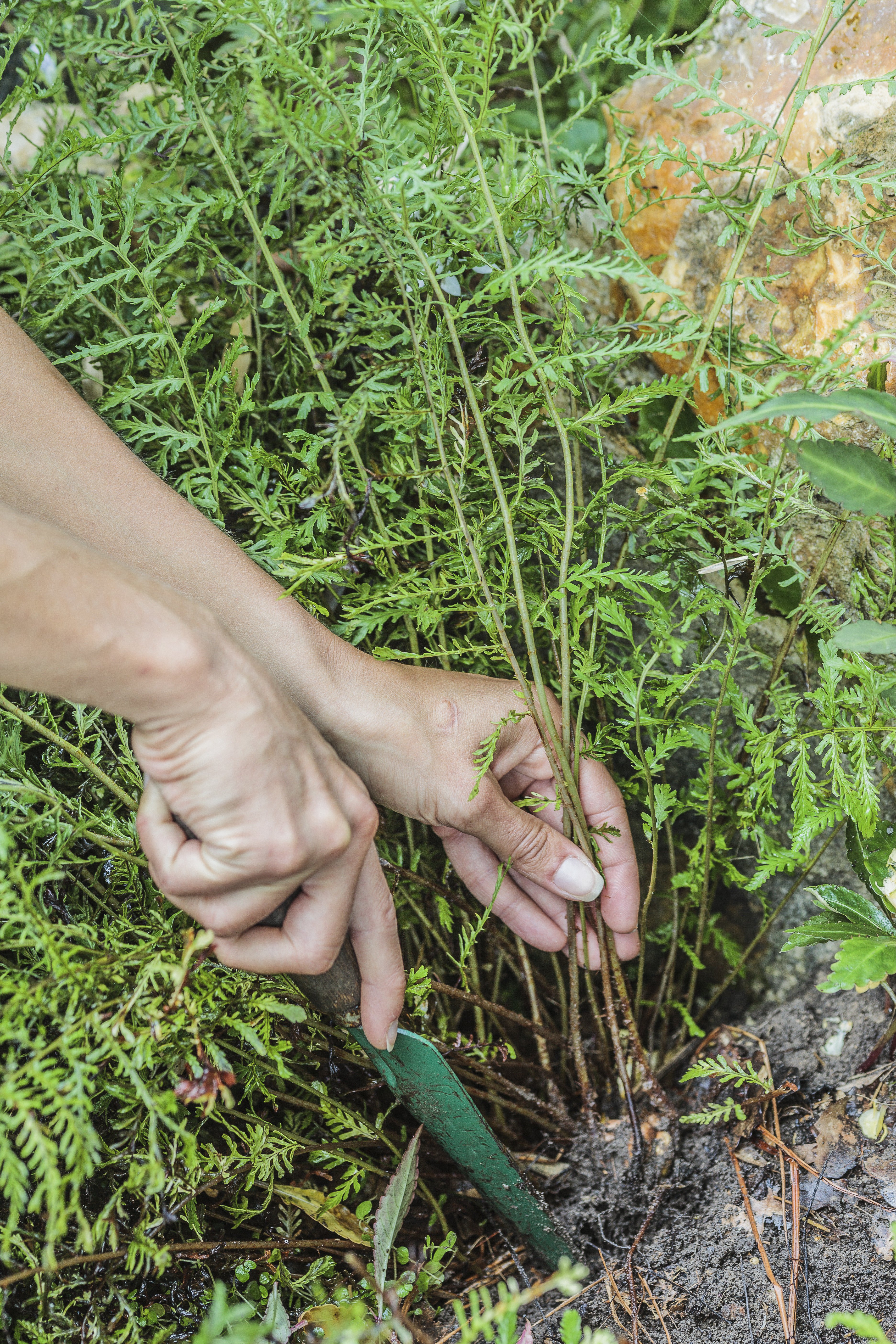 Farne vermehren Anleitung und Möglichkeiten OBI