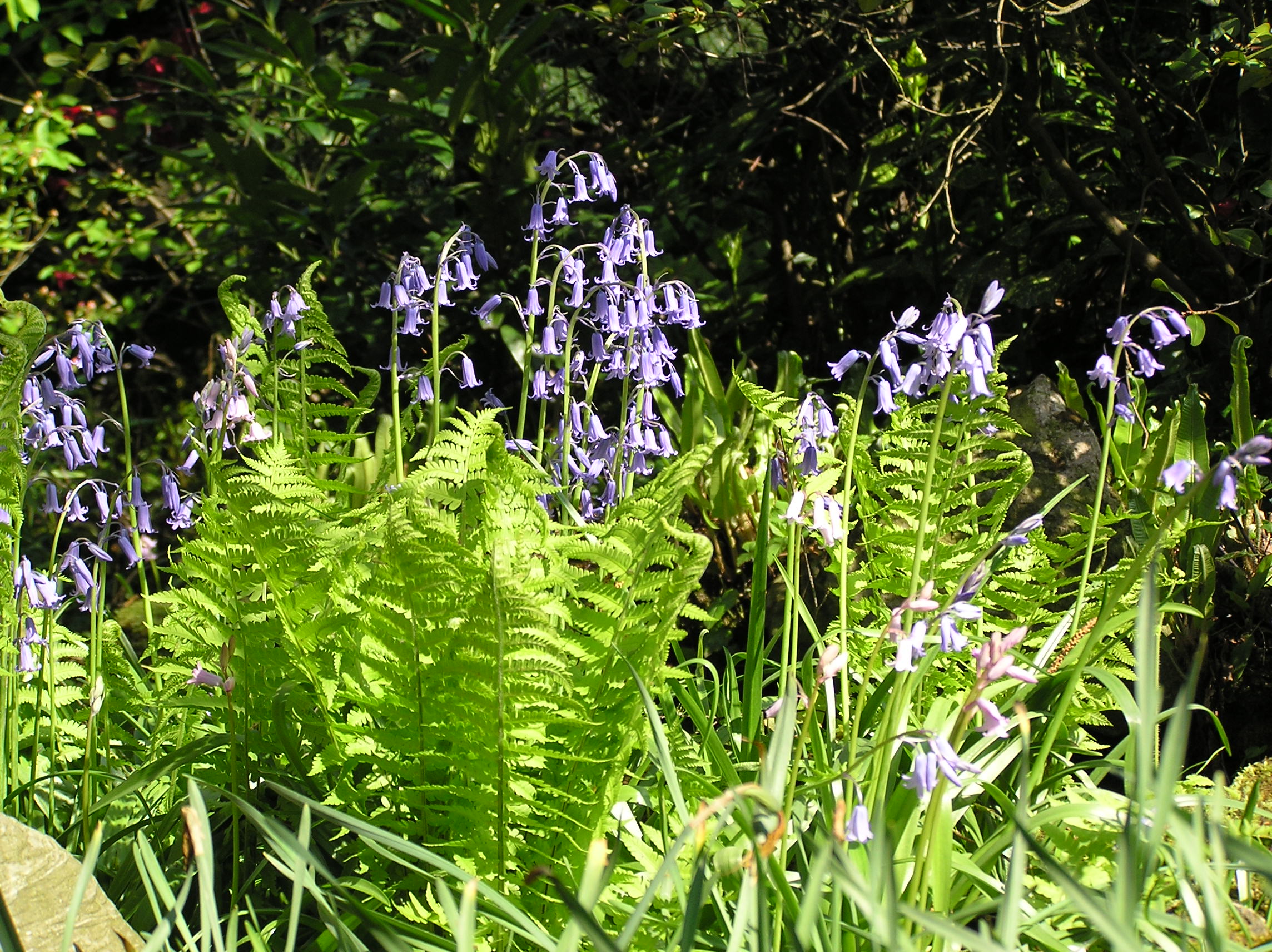 Farne vermehren Anleitung und Möglichkeiten OBI
