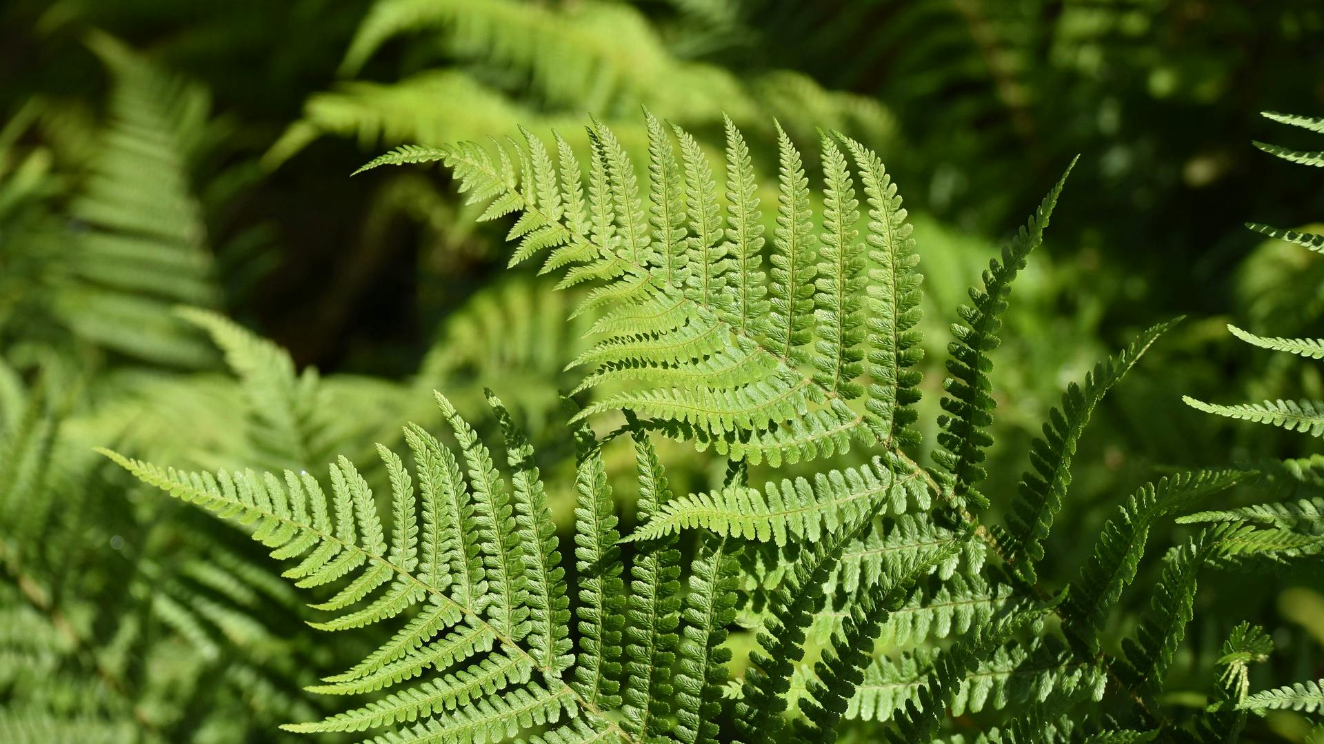 Blätter des Farnes im Garten