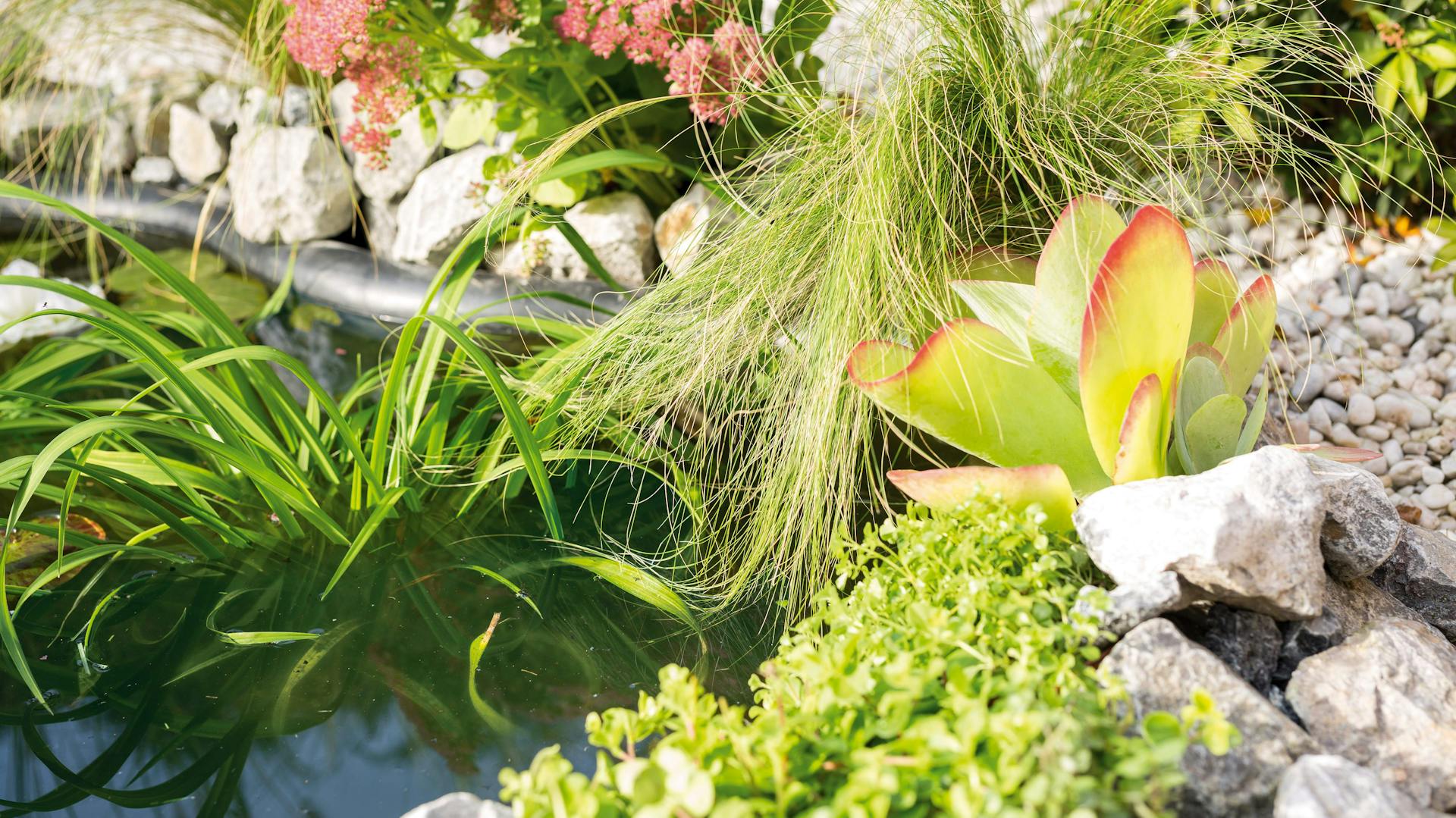 Farne, Ziergräser und Schilf im Garten an einem Teich.