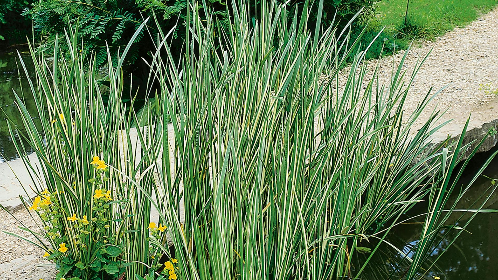 Zwergkalmus an einem Teich.