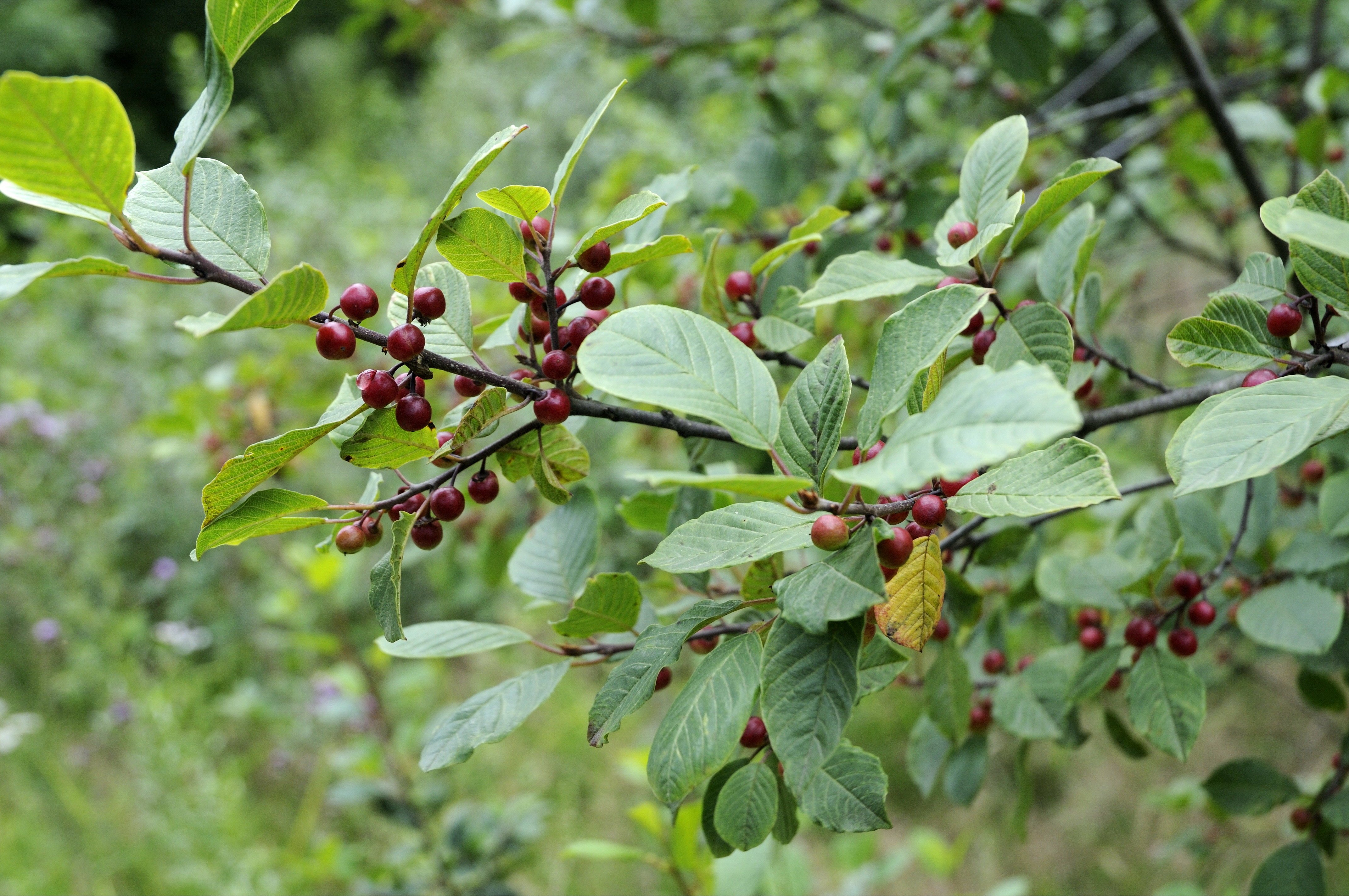 Faulbaum Eigenschaften und Tipps im Überblick OBI