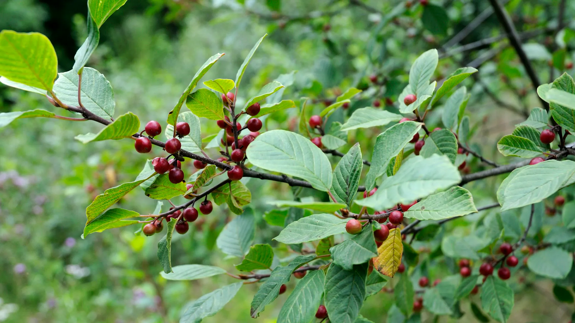Rote runde Früchte am Faulbaum.