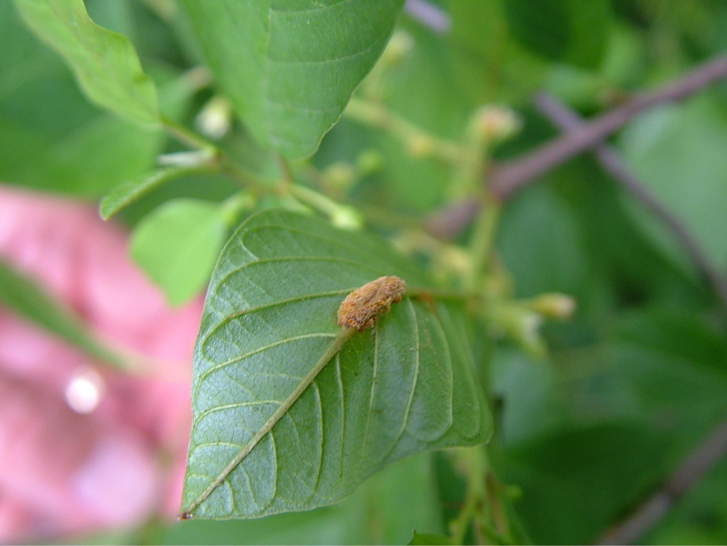 Faulbaum Eigenschaften und Tipps im Überblick OBI