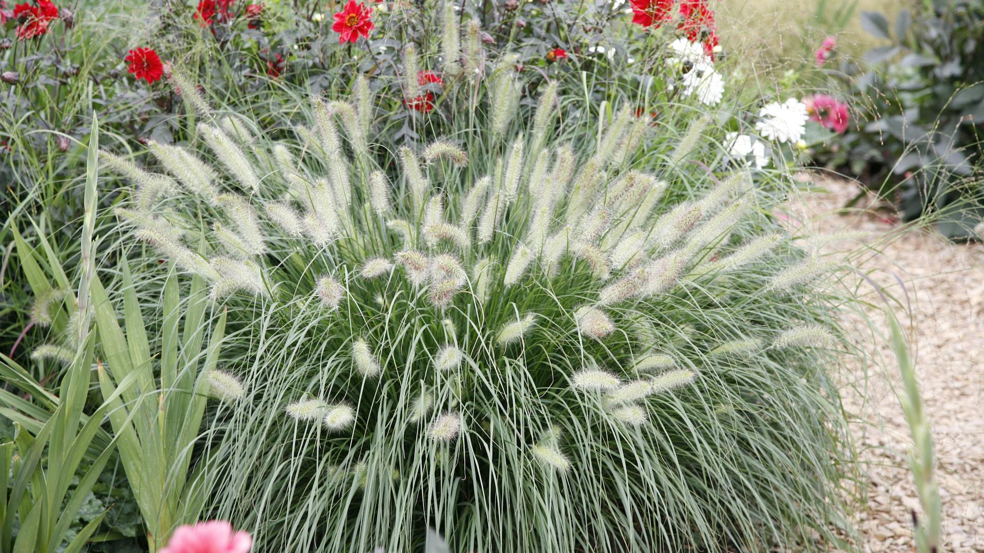 Federborstengras im Garten