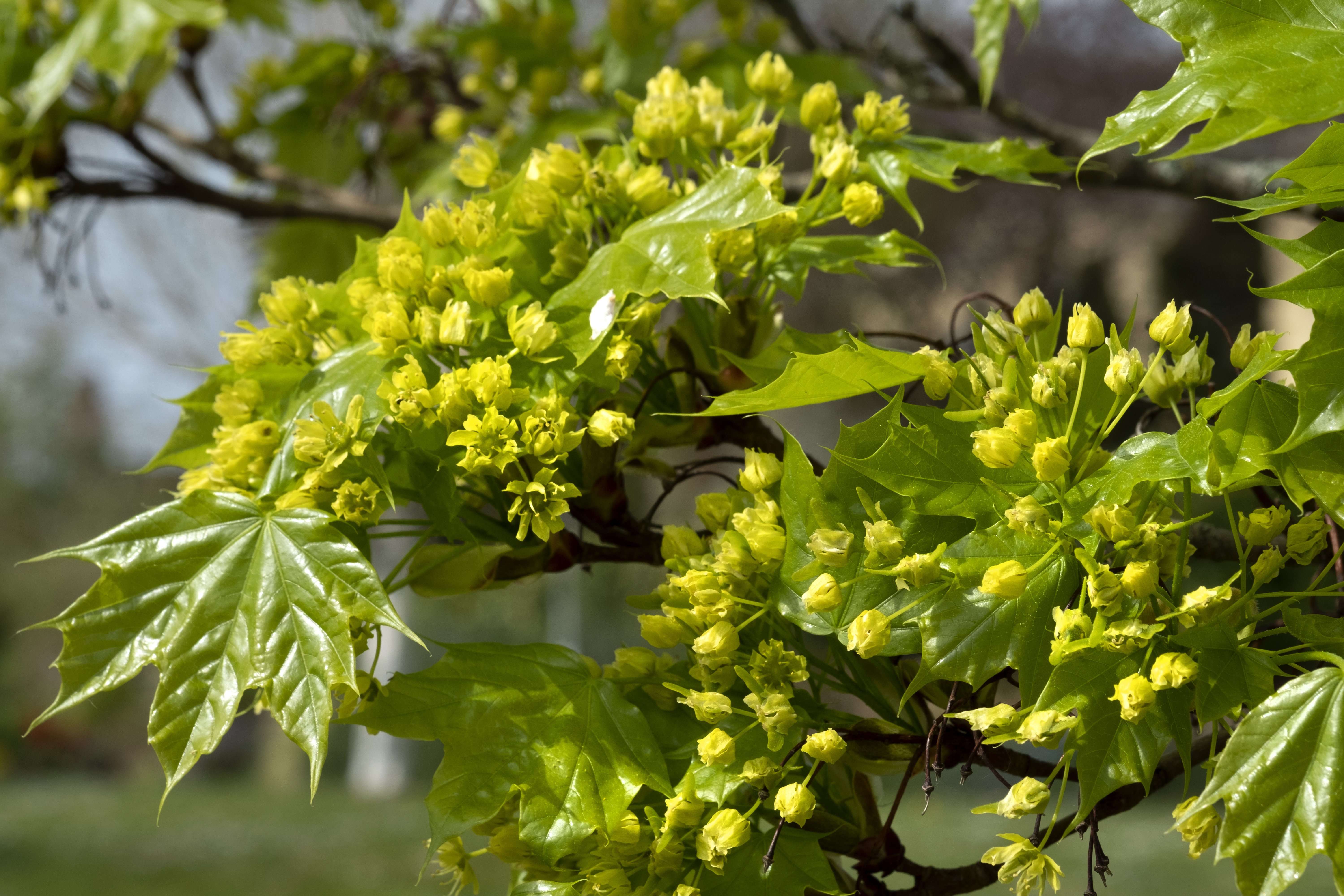 Nahaufnahme eines gelb blühenden Feldahorns
