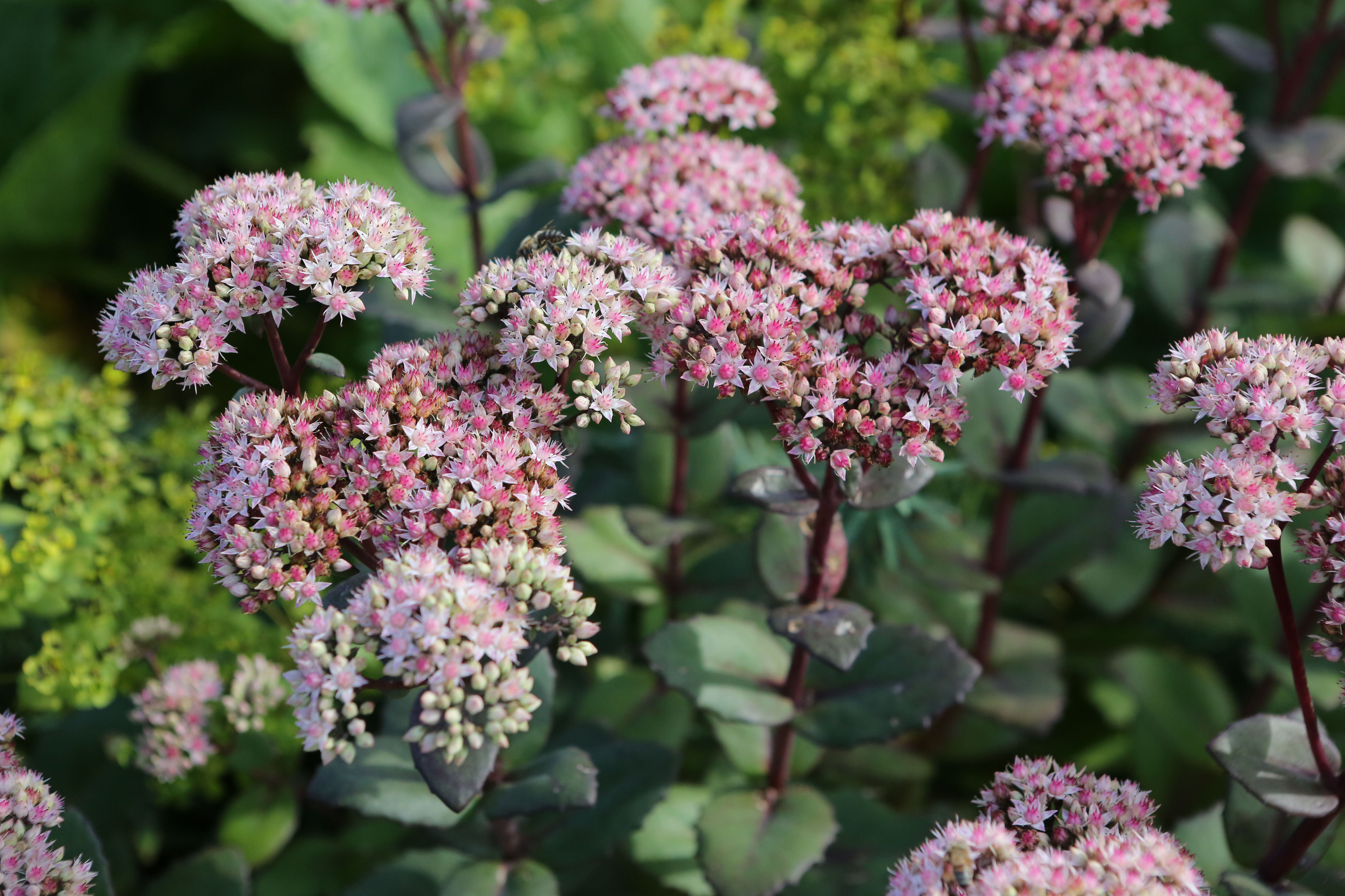 Ružovo kvitnúci, vysoko rastúci rozchodník v záhrade
