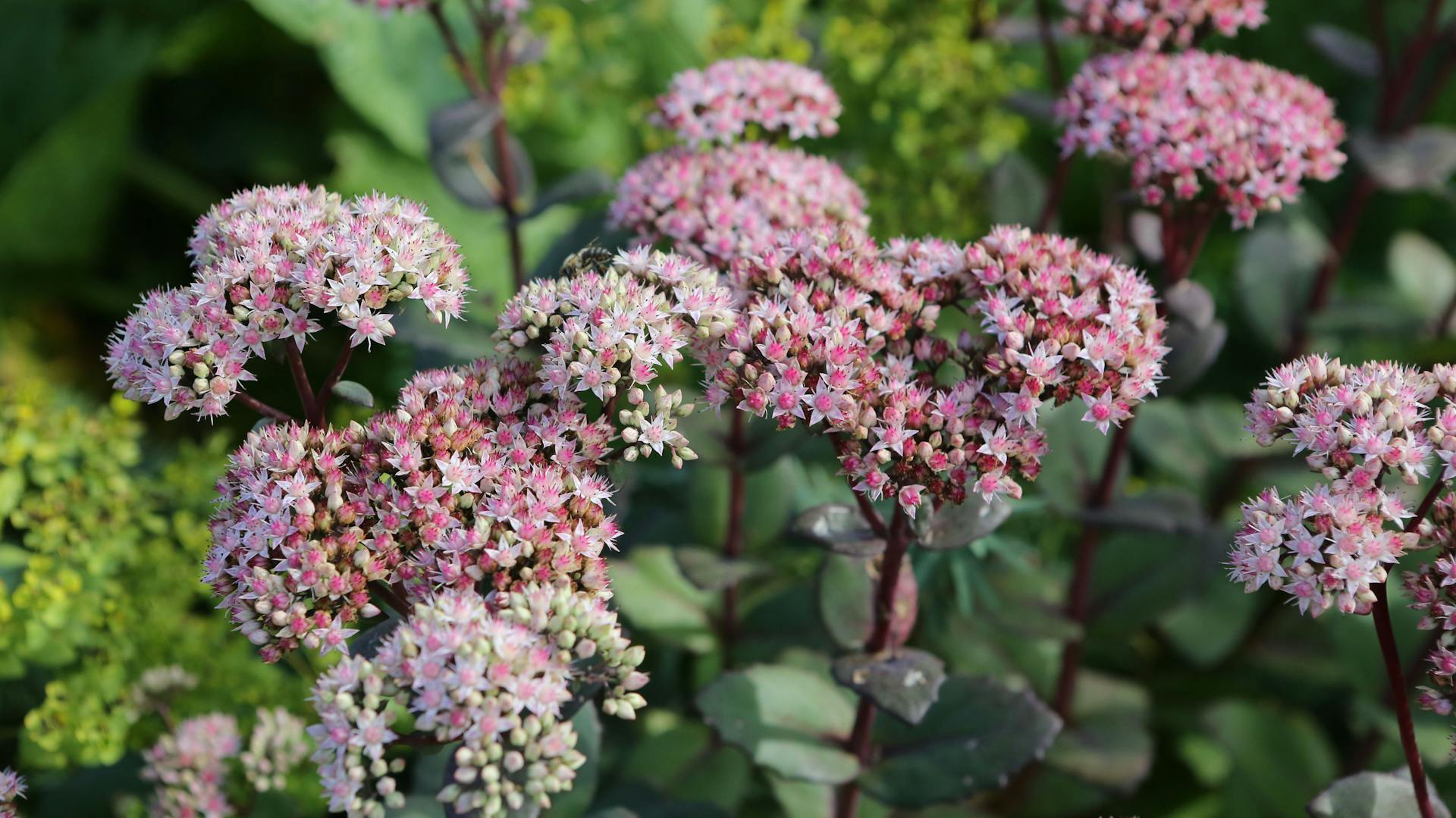 Rosa blühende, hochwachsende Fetthenne im Garten